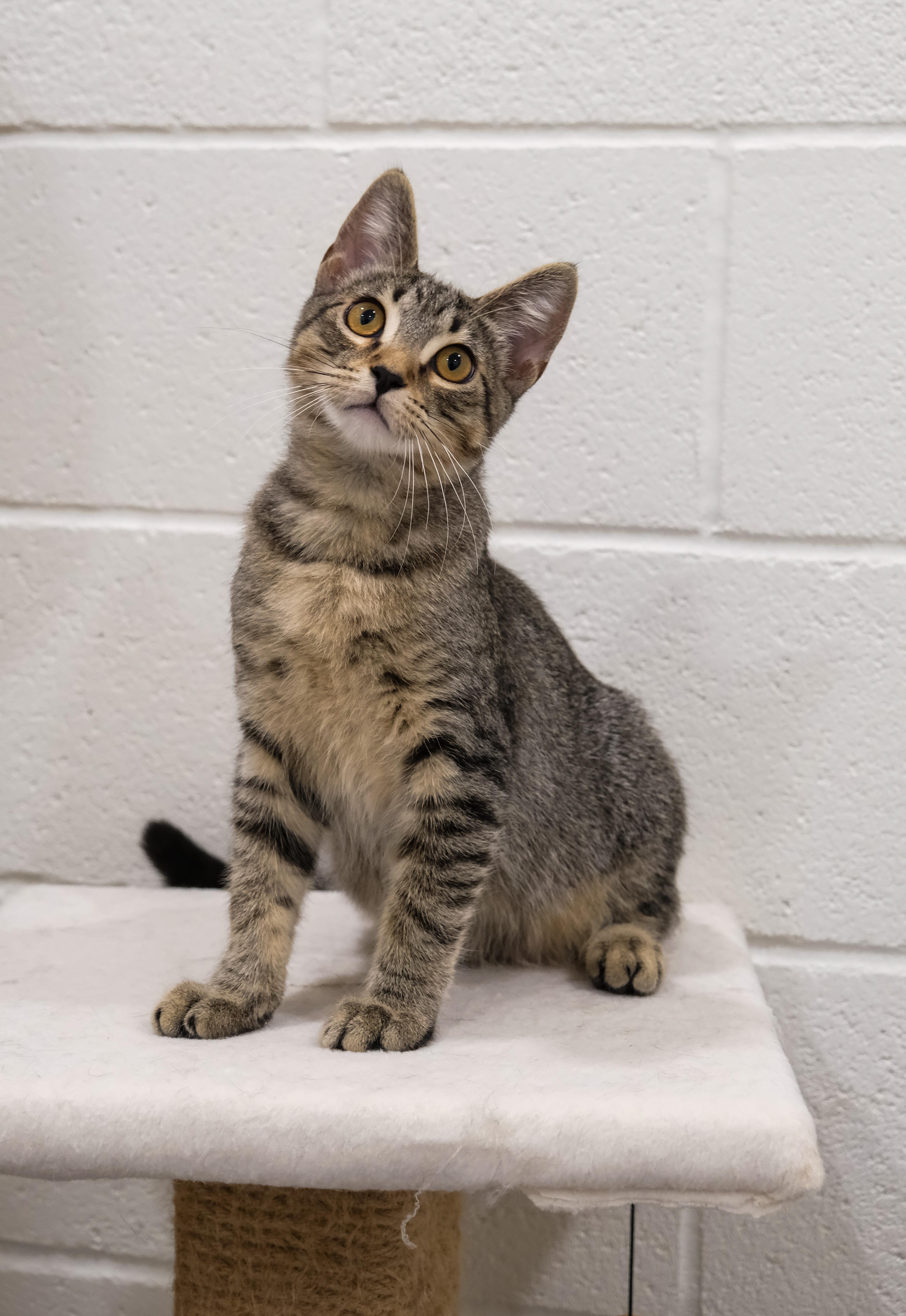 Obi, a Adoptable Domestic Short Hair in Newport Beach, CA image 4/5