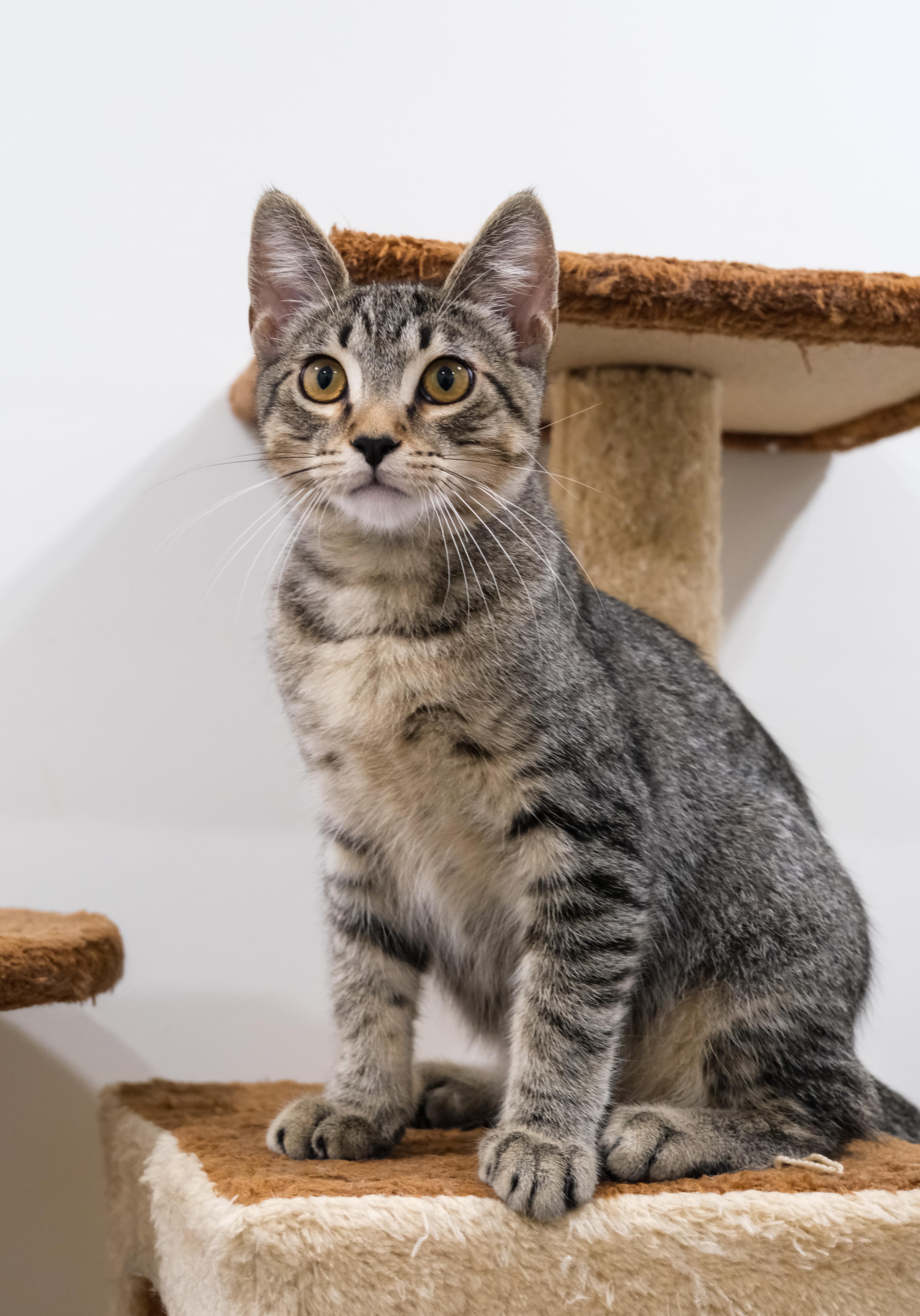 Obi, a Adoptable Domestic Short Hair in Newport Beach, CA image 5/5