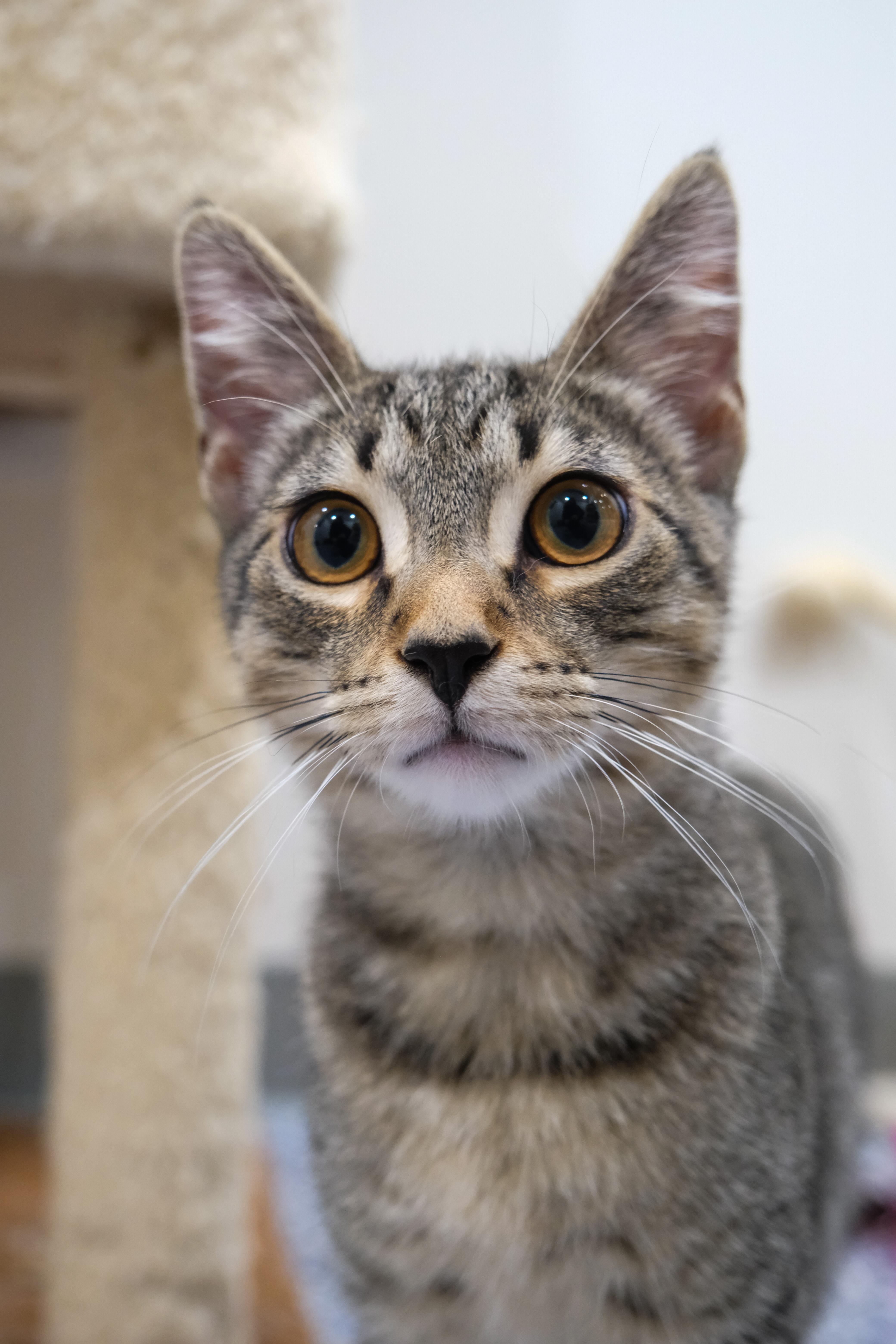 Obi, a Adoptable Domestic Short Hair in Newport Beach, CA image 2/5