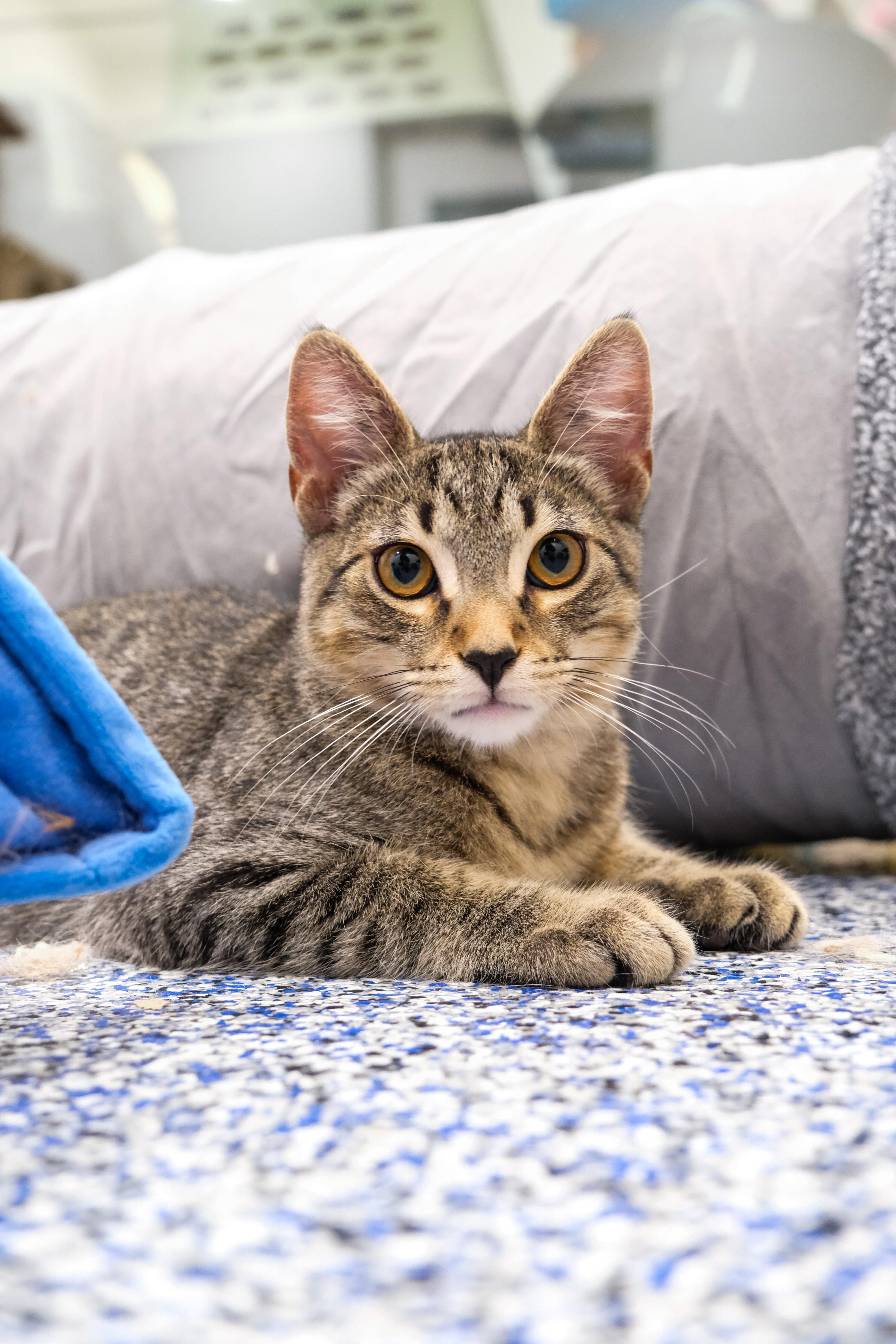 Obi, a Adoptable Domestic Short Hair in Newport Beach, CA image 1/5
