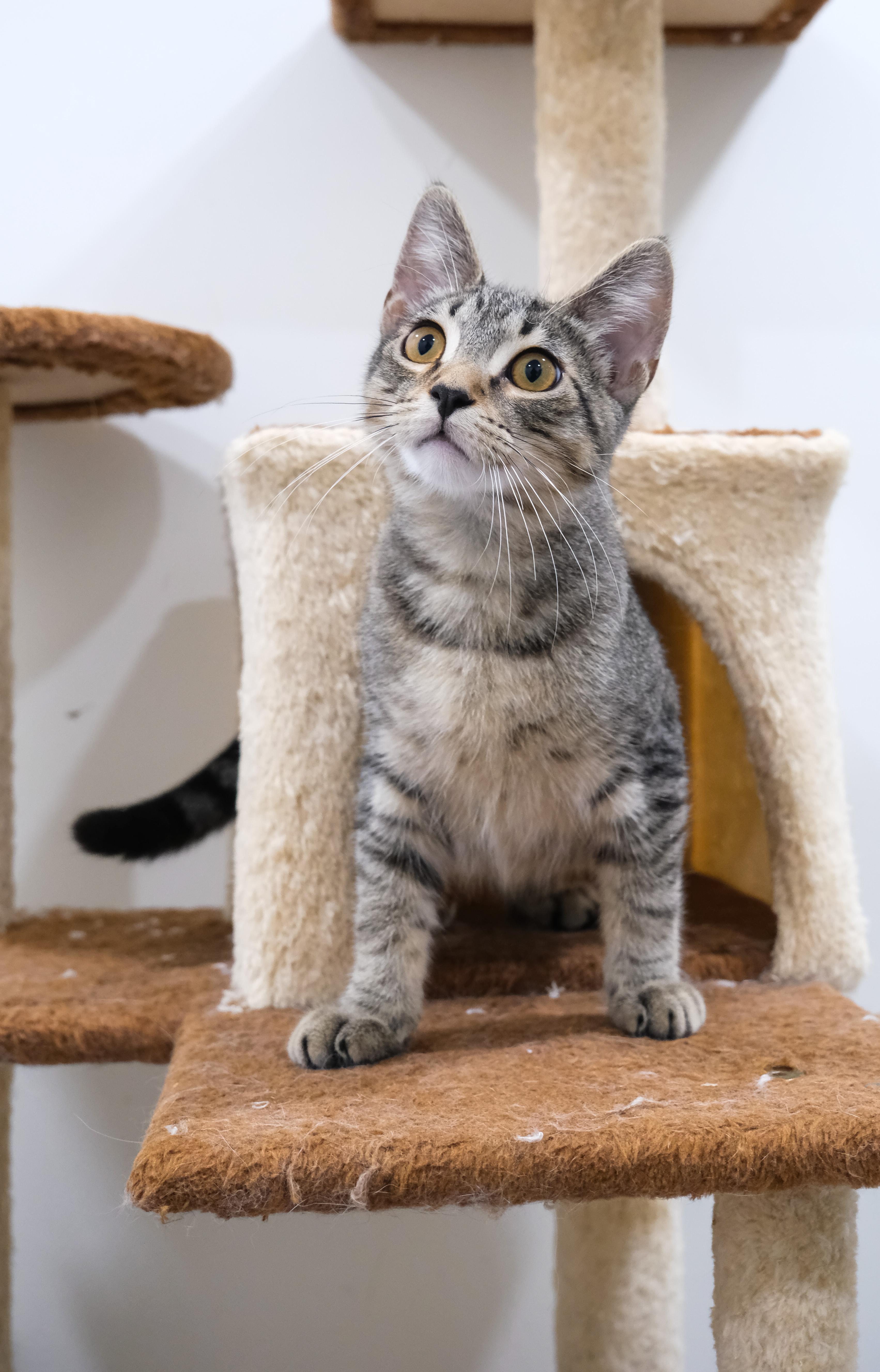 Obi, a Adoptable Domestic Short Hair in Newport Beach, CA image 3/5