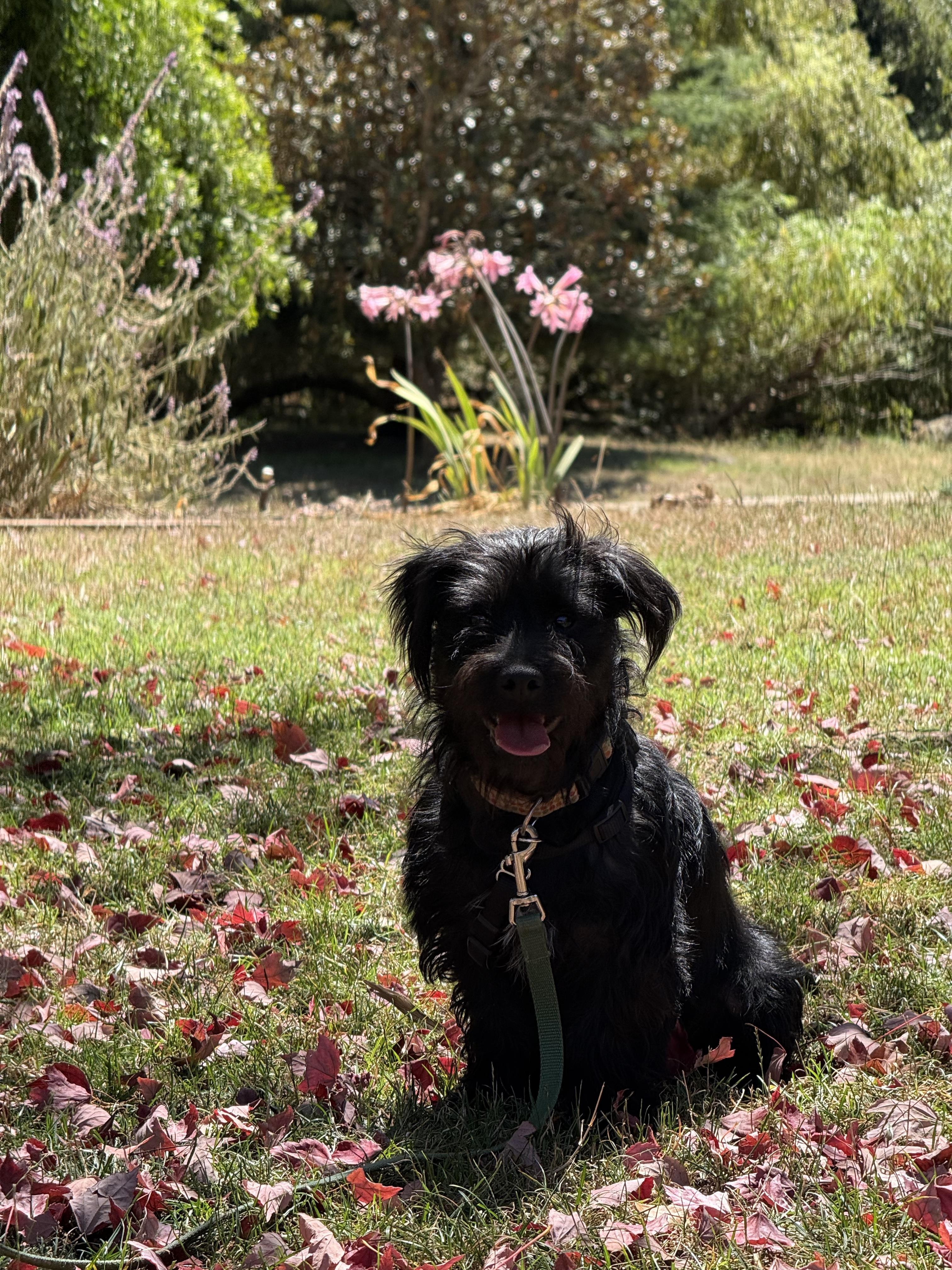 Enlarge Toby, a Adopted Terrier in Petaluma, CA image 2/3