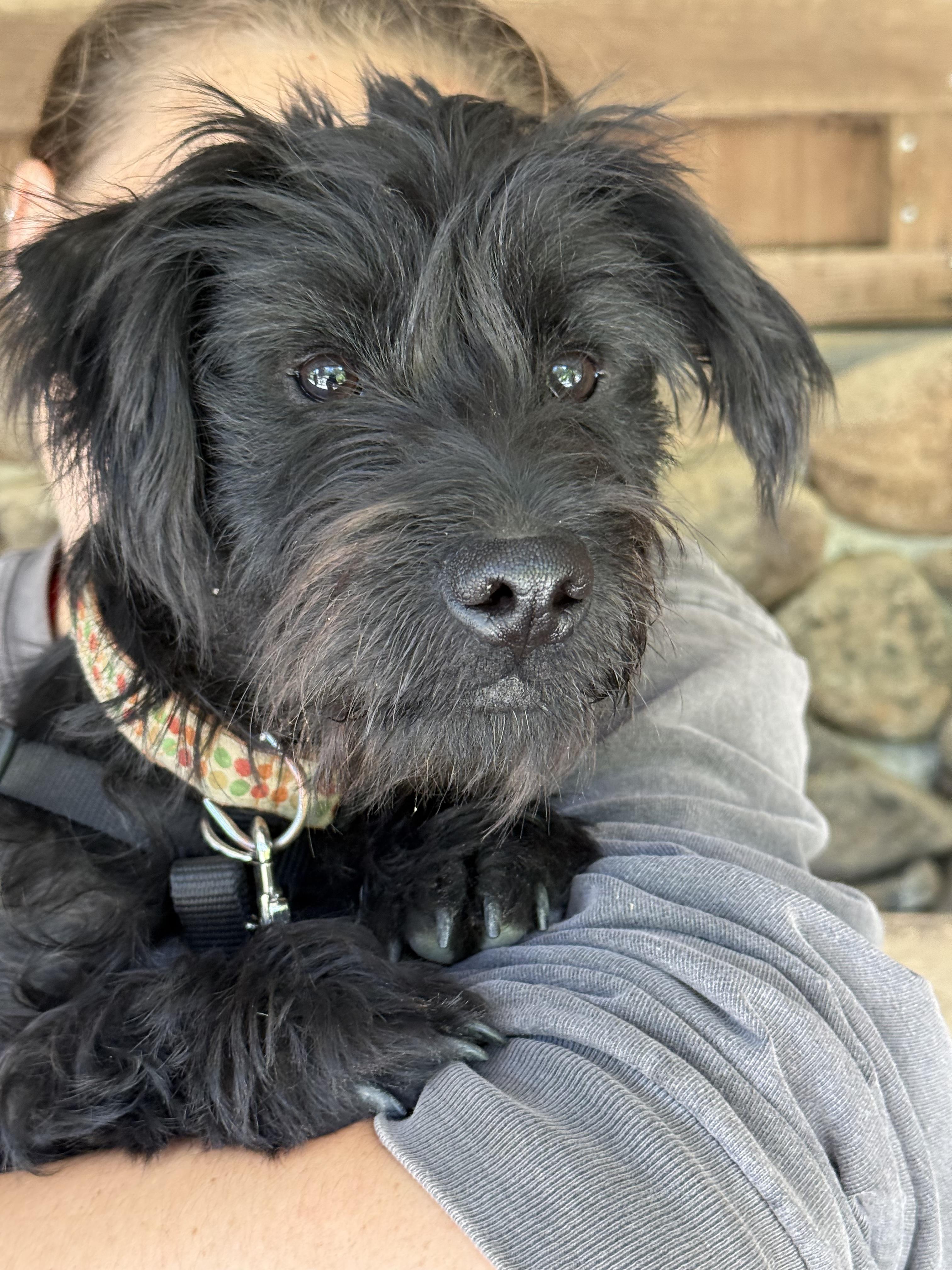 Toby, Adopted, Young Male Terrier.