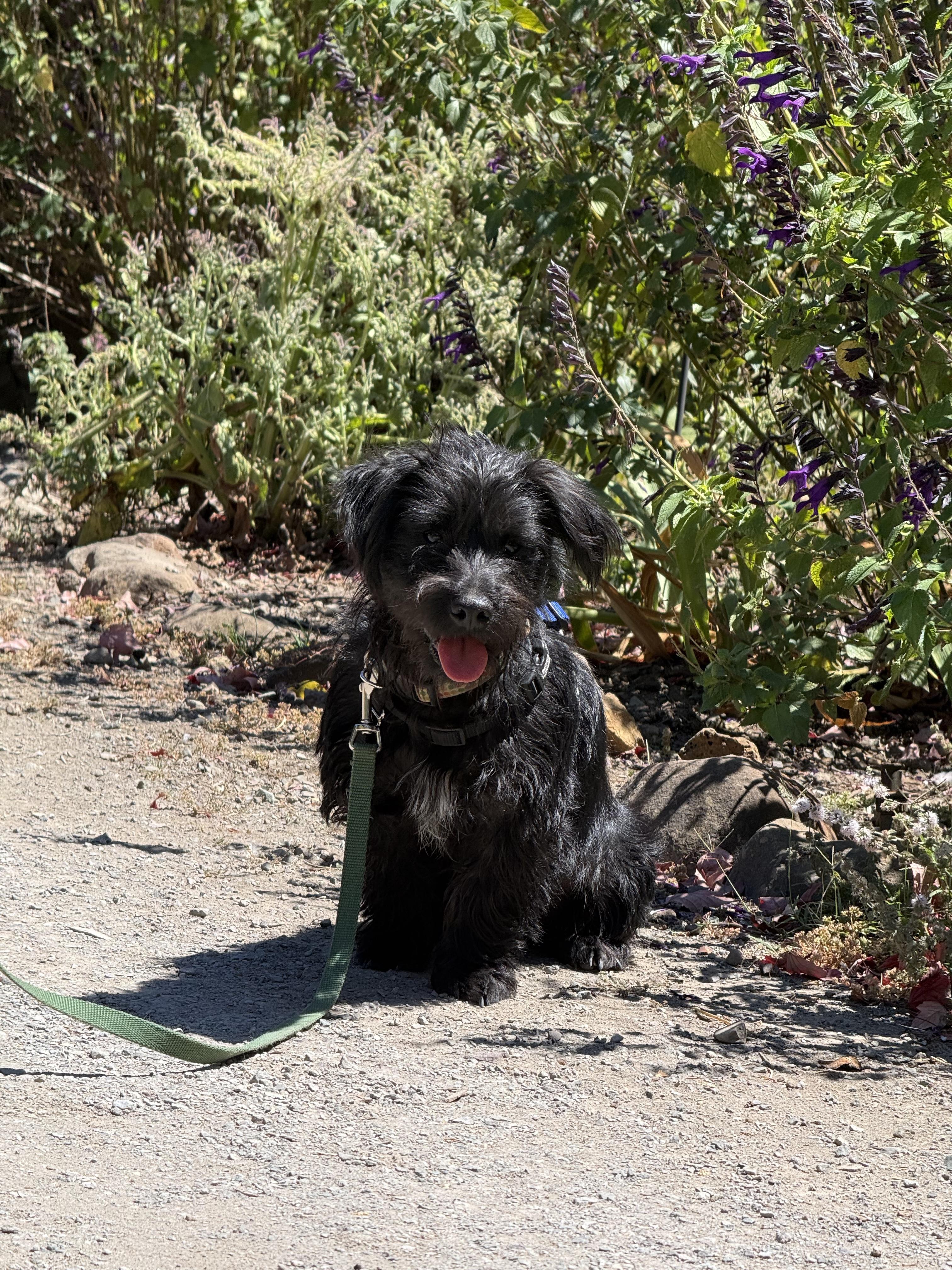 Enlarge Toby, a Adopted Terrier in Petaluma, CA image 3/3