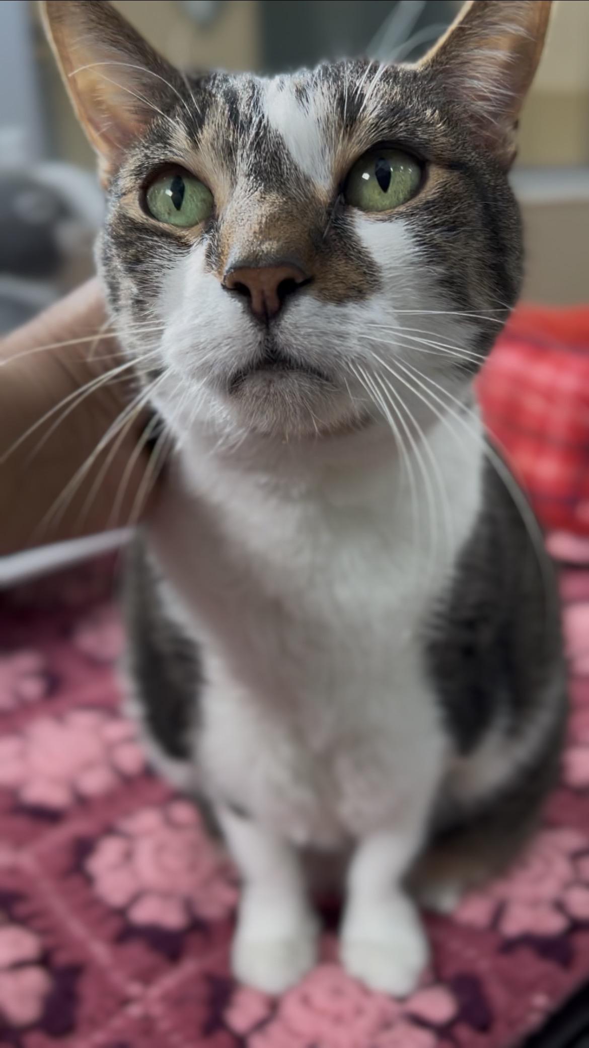 Lola, a ADOPTABLE Tabby in New Rochelle, NY image 4/6