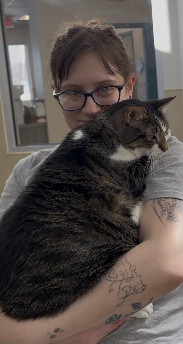 Lola, a ADOPTABLE Tabby in New Rochelle, NY image 5/6