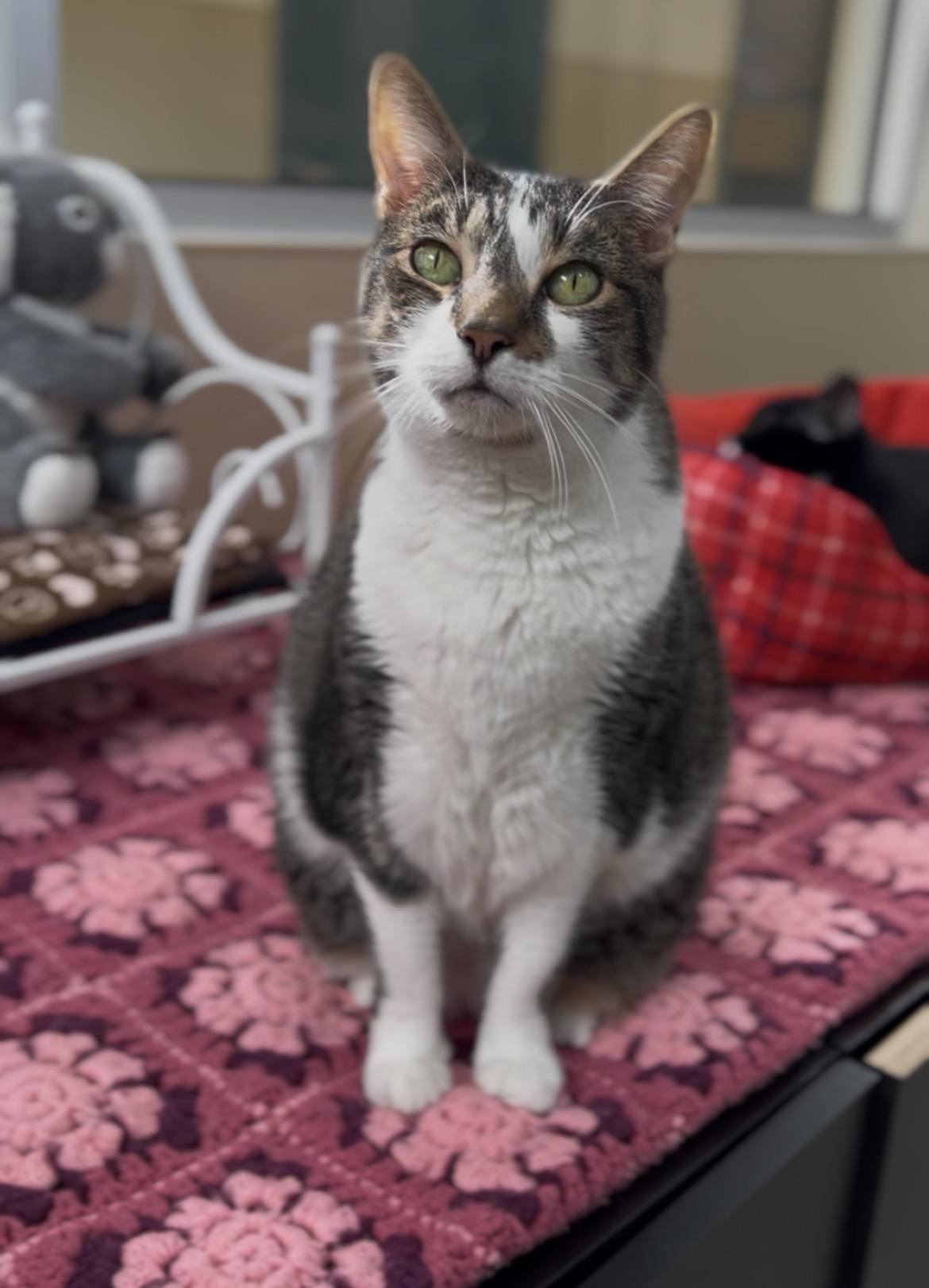 Lola, a ADOPTABLE Tabby in New Rochelle, NY image 6/6