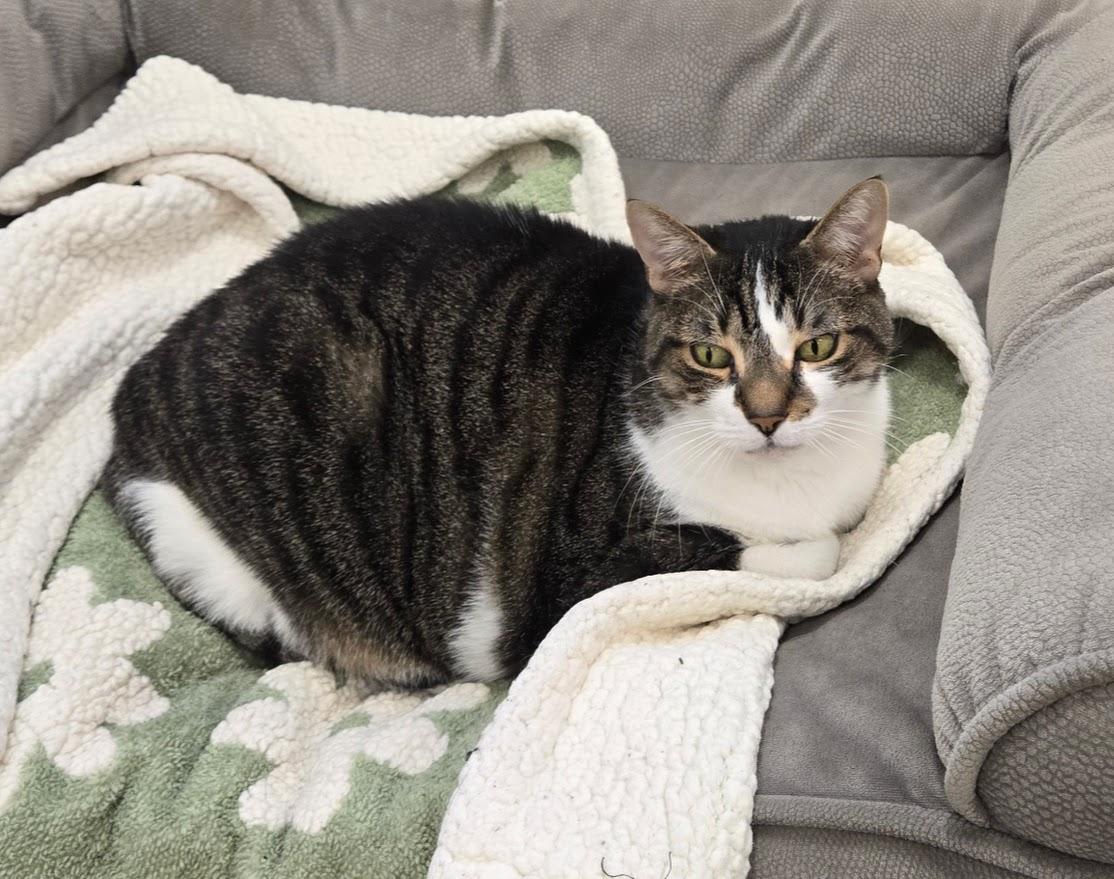 Lola, a ADOPTABLE Tabby in New Rochelle, NY image 2/6