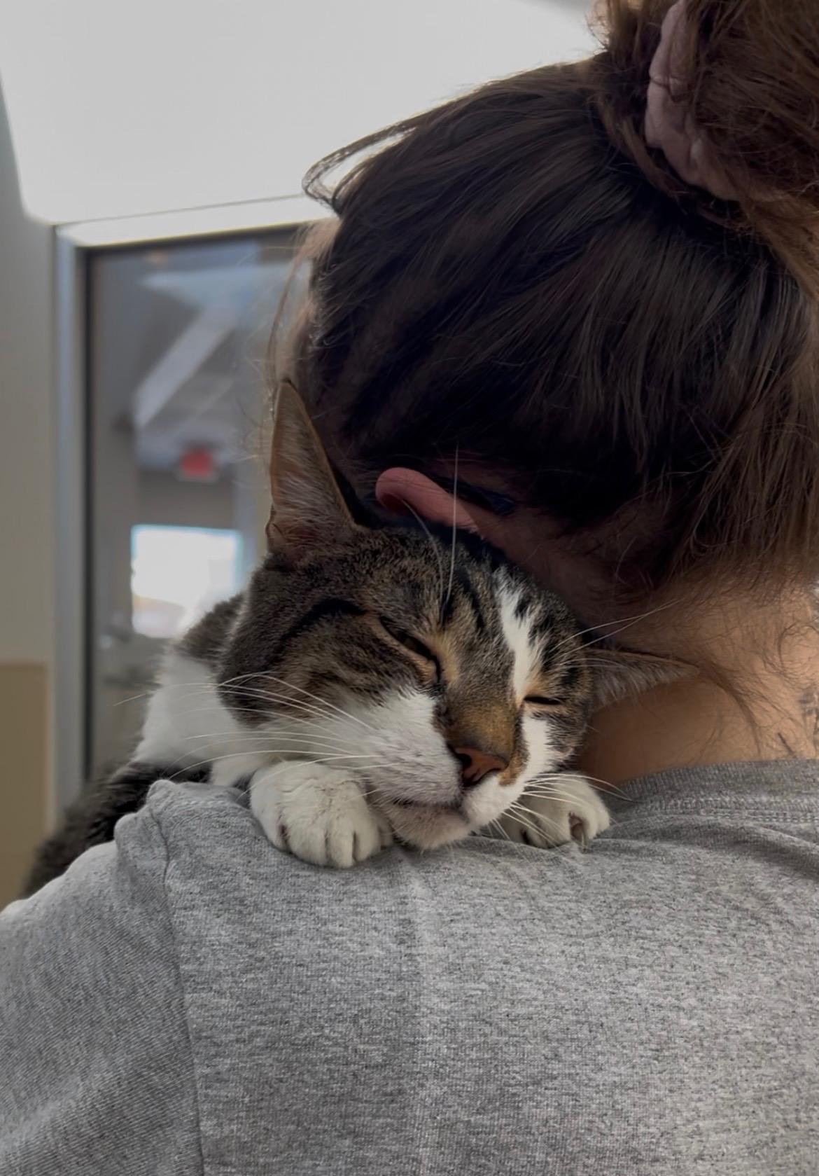 Lola, ADOPTABLE, Adult Female Tabby.