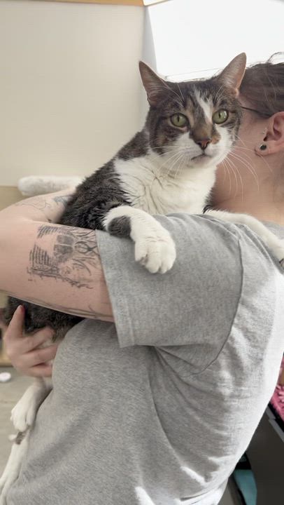 Enlarge Lola, a ADOPTABLE Tabby in New Rochelle, NY video 3/6