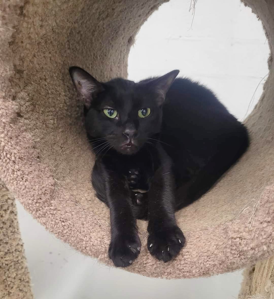 Noir, a Adoptable Domestic Short Hair in West Palm Beach, FL image 6/6