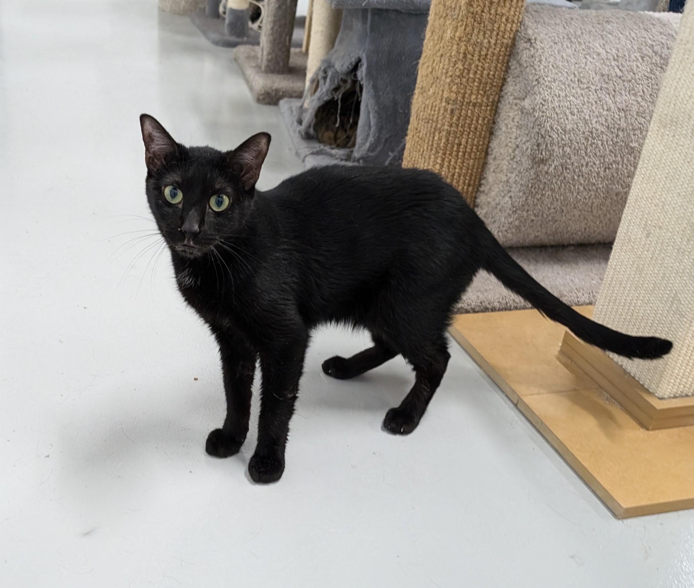 Noir, a Adoptable Domestic Short Hair in West Palm Beach, FL image 5/6