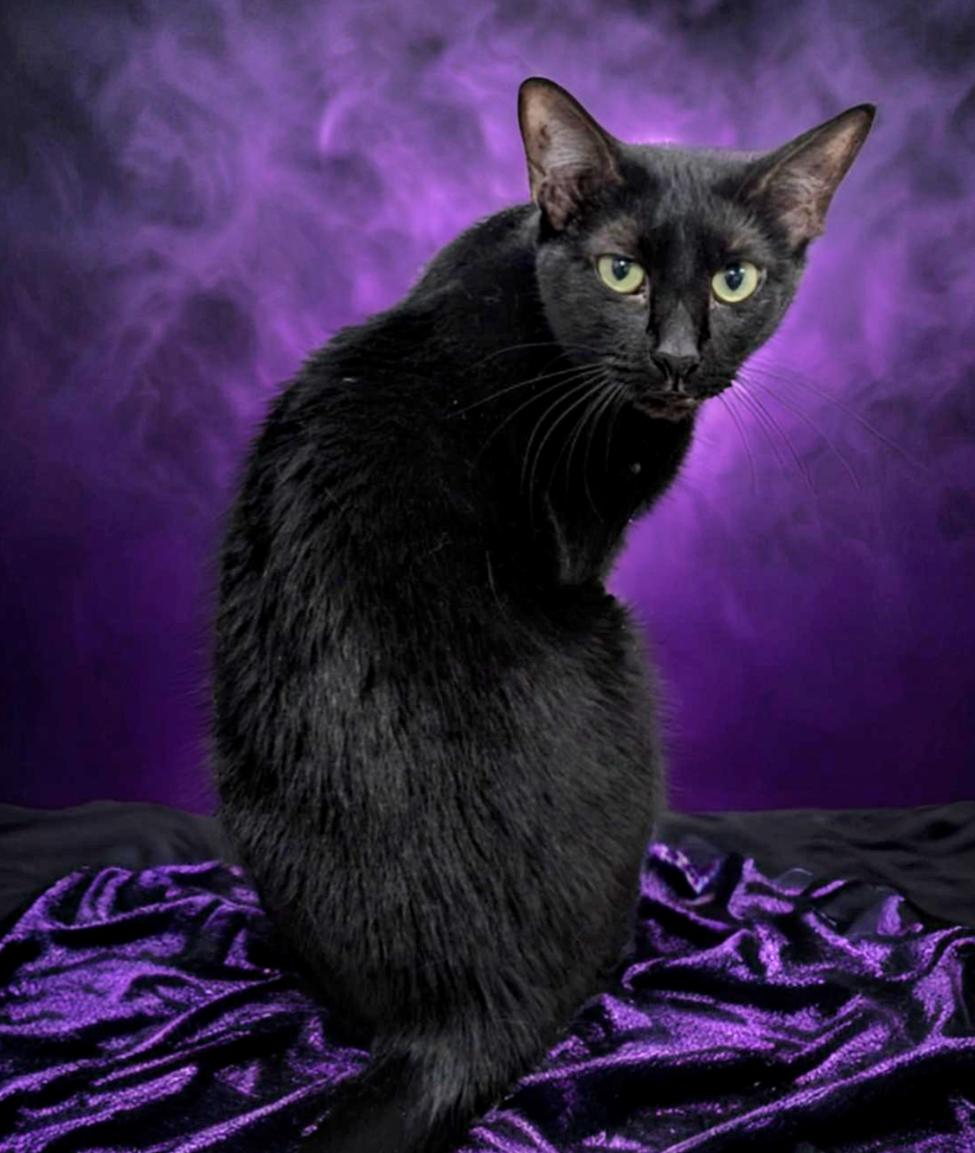 Noir, a Adoptable Domestic Short Hair in West Palm Beach, FL image 4/6
