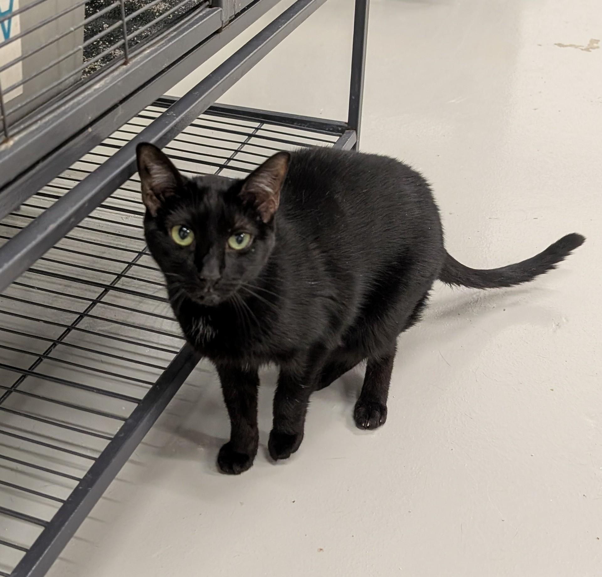 Noir, a Adoptable Domestic Short Hair in West Palm Beach, FL image 2/6