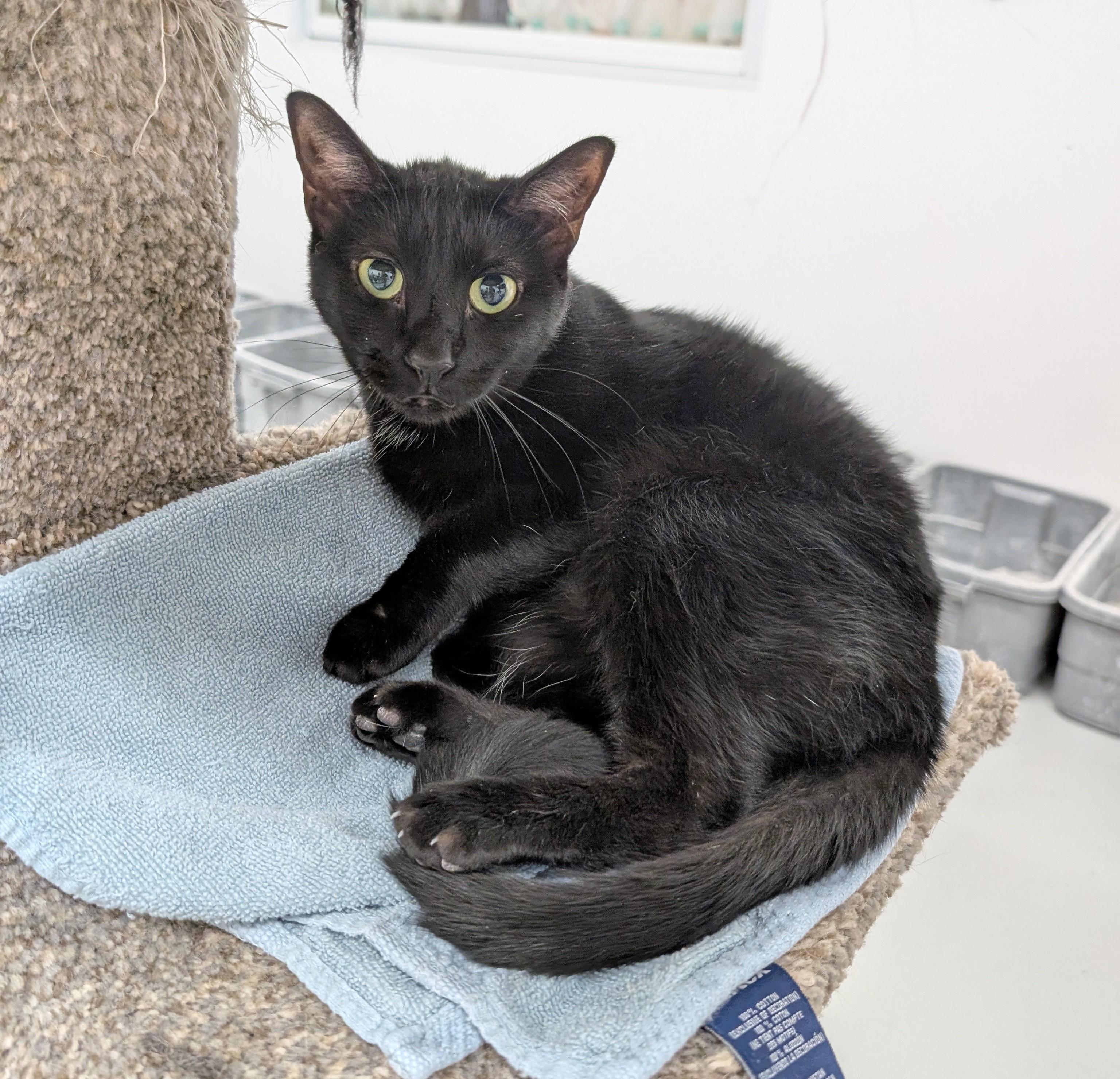 Noir, a Adoptable Domestic Short Hair in West Palm Beach, FL image 3/6