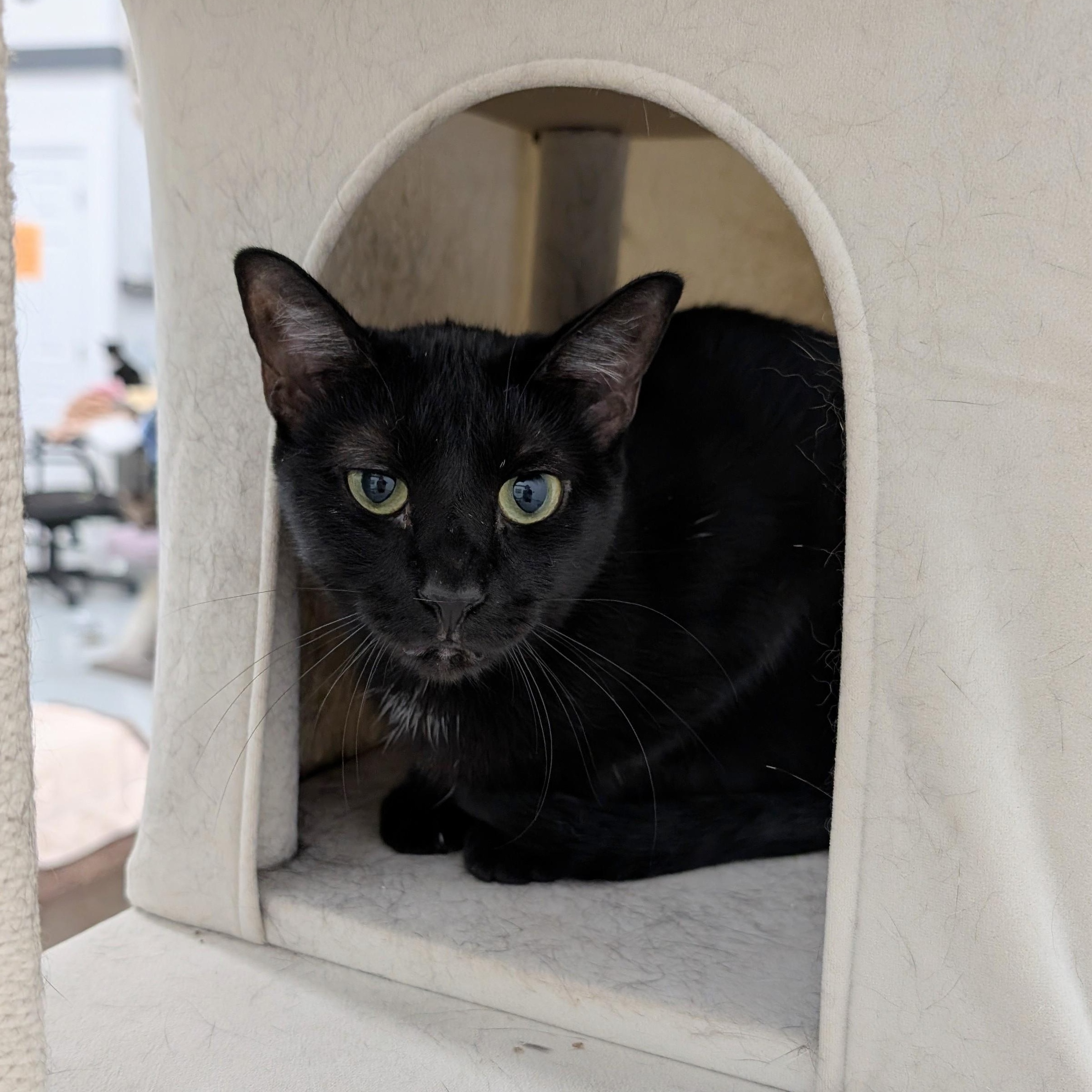 Noir, Adoptable, Young Female Domestic Short Hair.