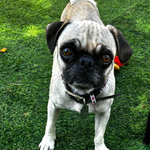 Quinn, Adoptable, Young Female Pug.