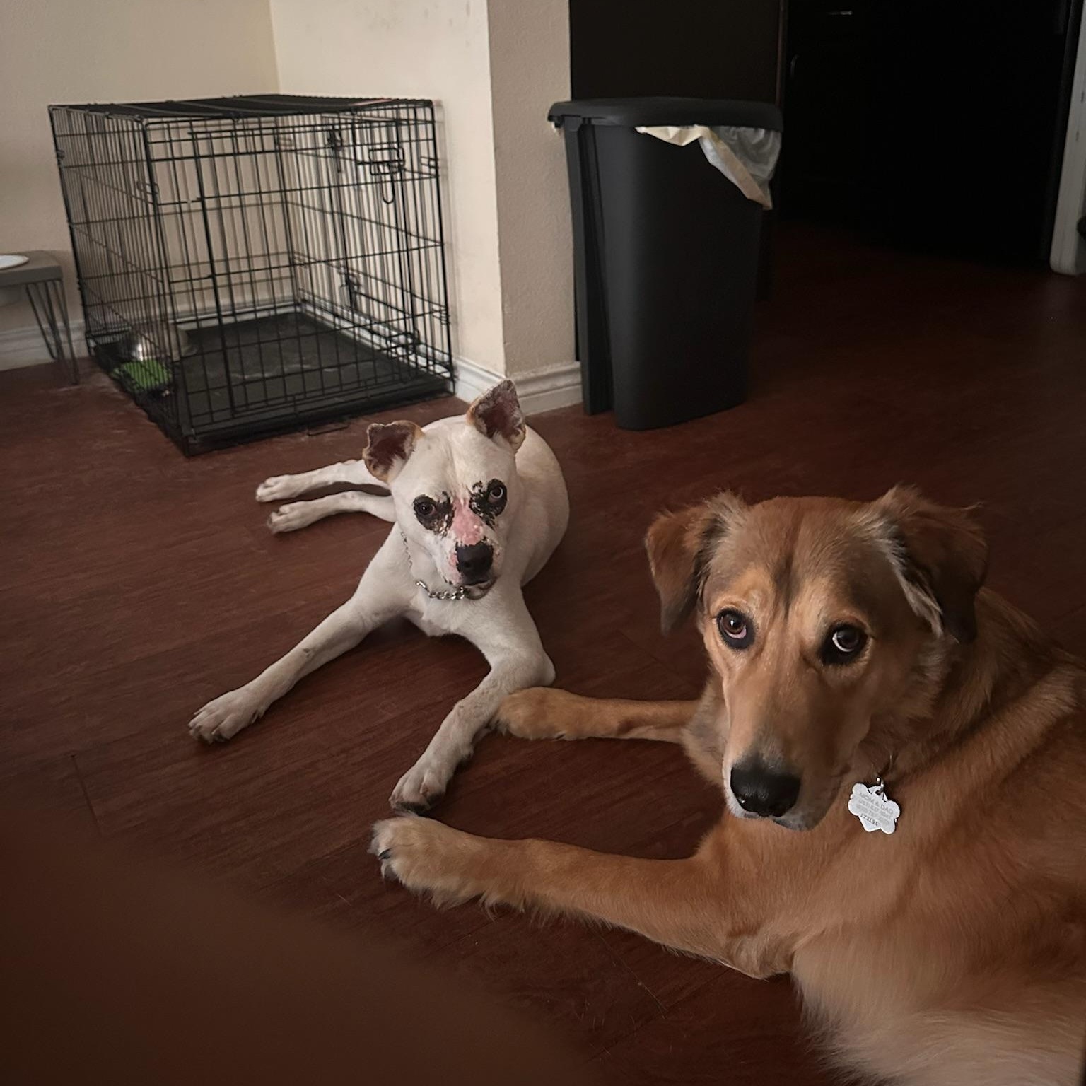 Morgan Wallen, a Adoptable mixed breed in Puyallup, WA image 5/6