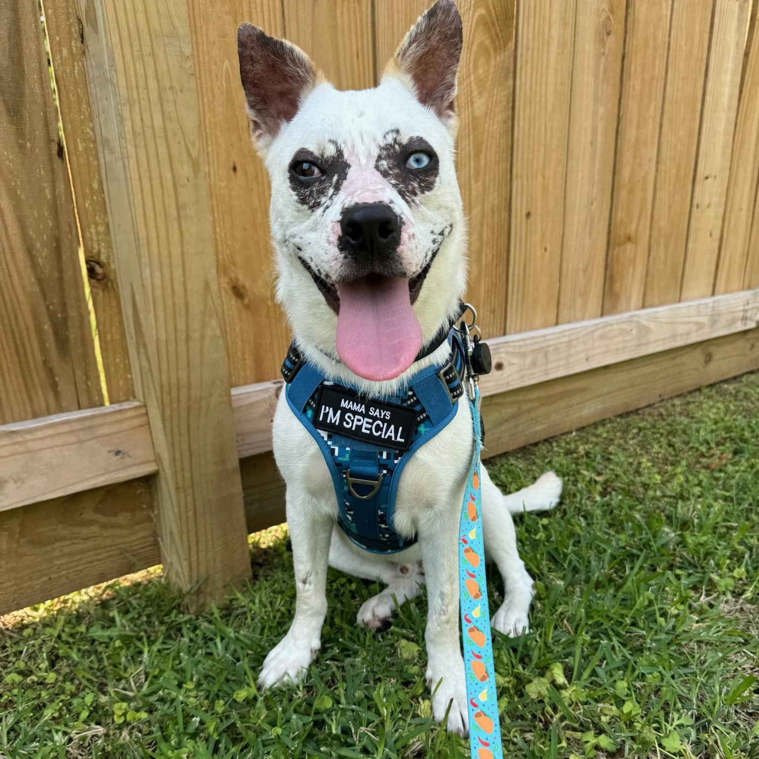 Morgan Wallen, Adoptable, Young Male Husky.