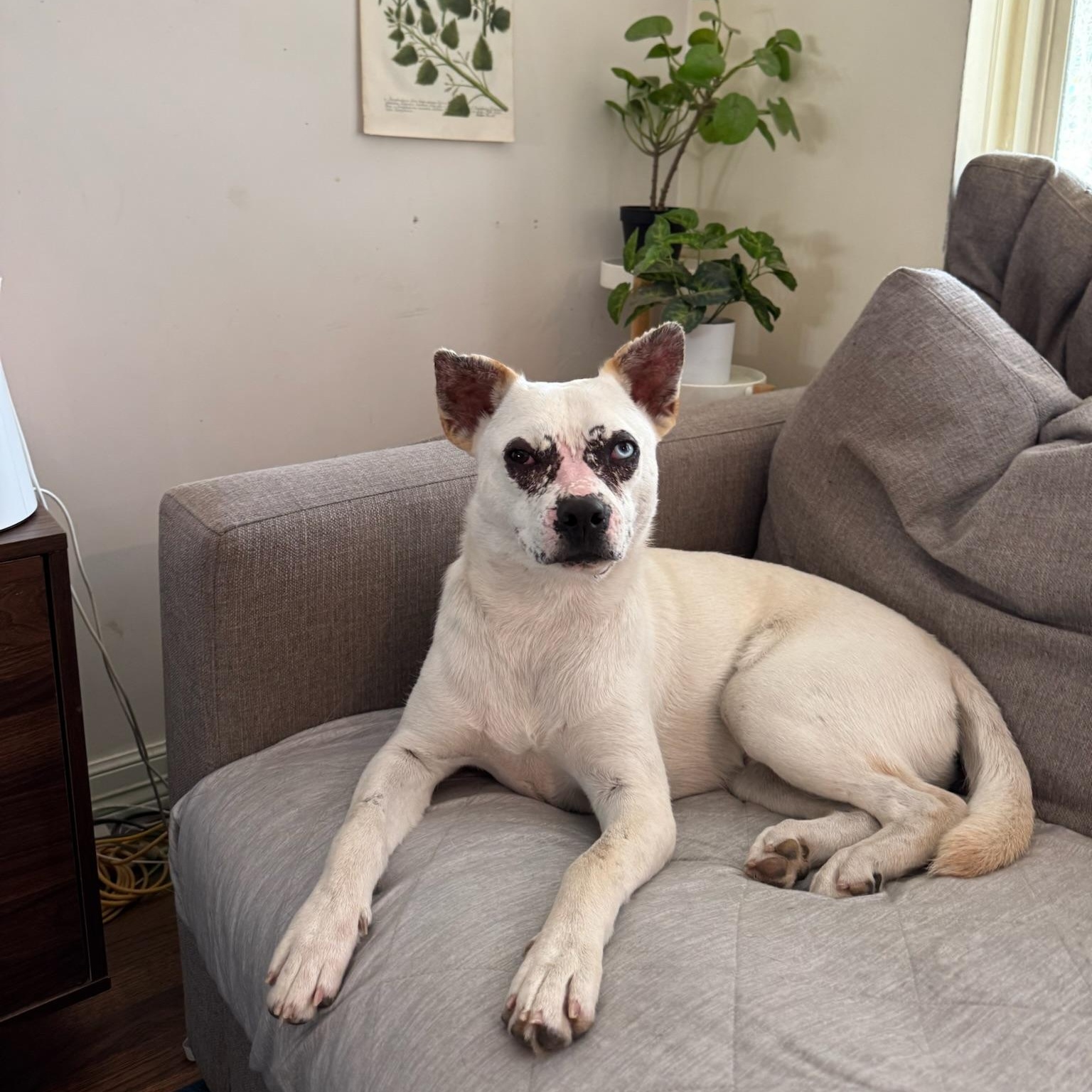Morgan Wallen, a Adoptable mixed breed in Puyallup, WA image 3/6