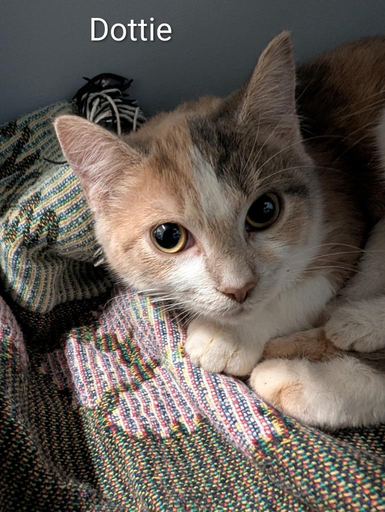 Enlarge Dottie, a Adoptable mixed breed in Sidney, NY image 1/1