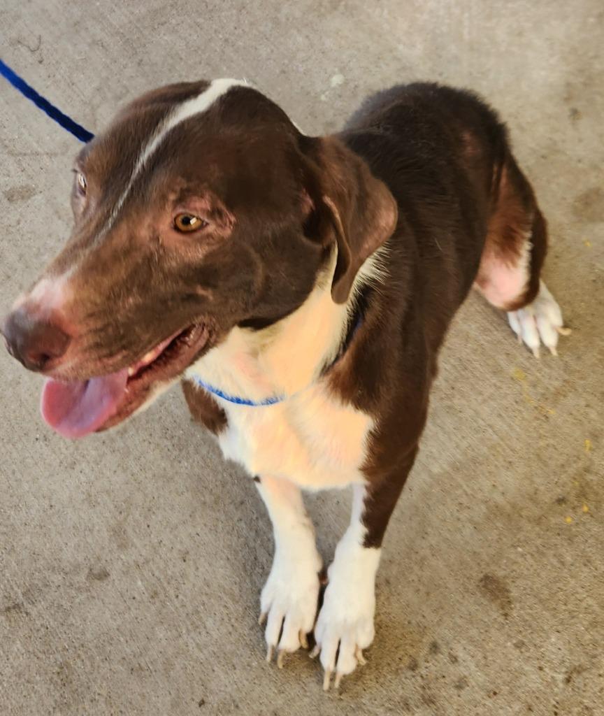 Tom, Adoptable, Young Male Hound & Mixed Breed.