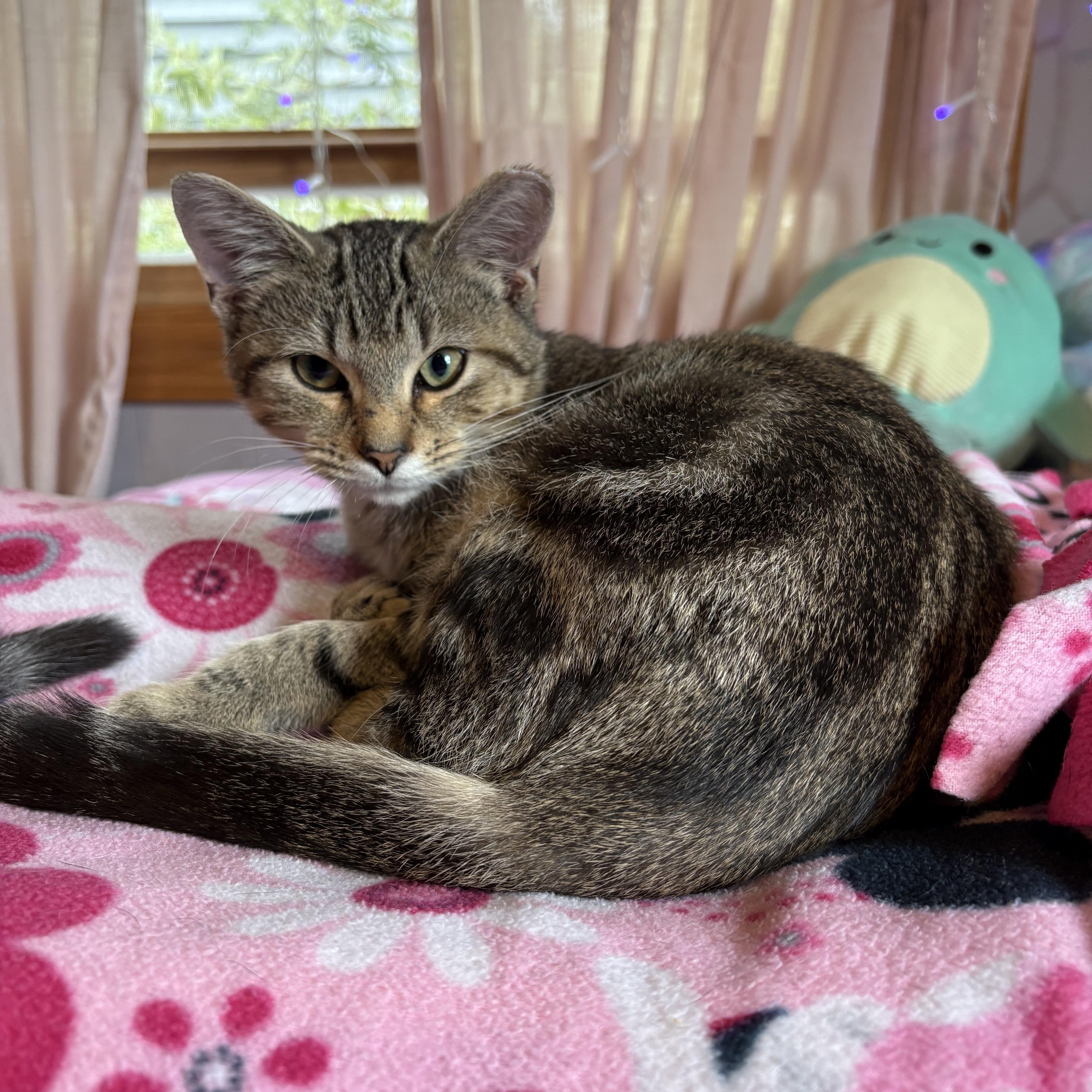 Beverly Hills 90210, Adoptable, Young Male Domestic Short Hair.