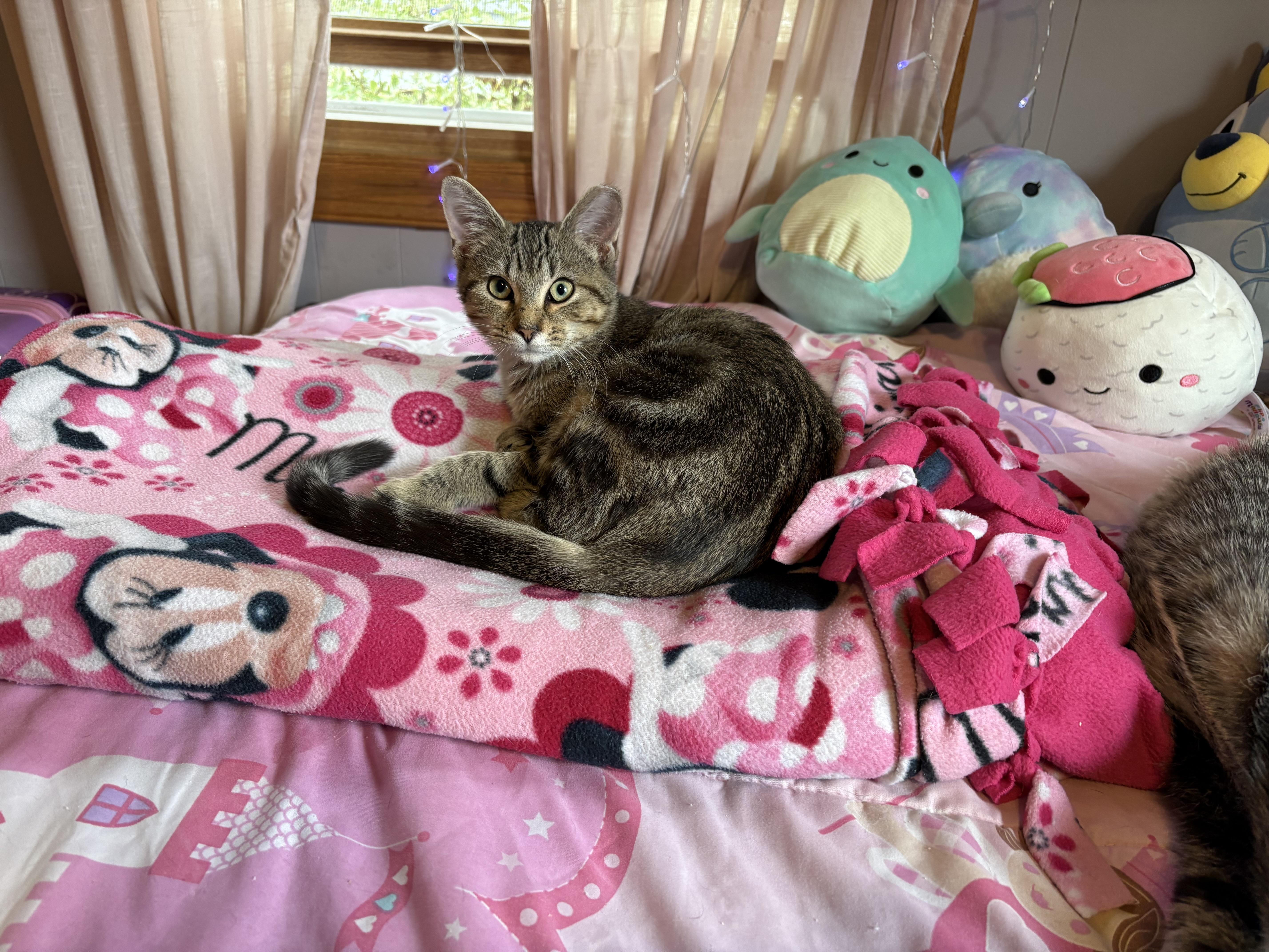 Beverly Hills 90210, a Adoptable Domestic Short Hair in Milwaukee, WI image 3/5