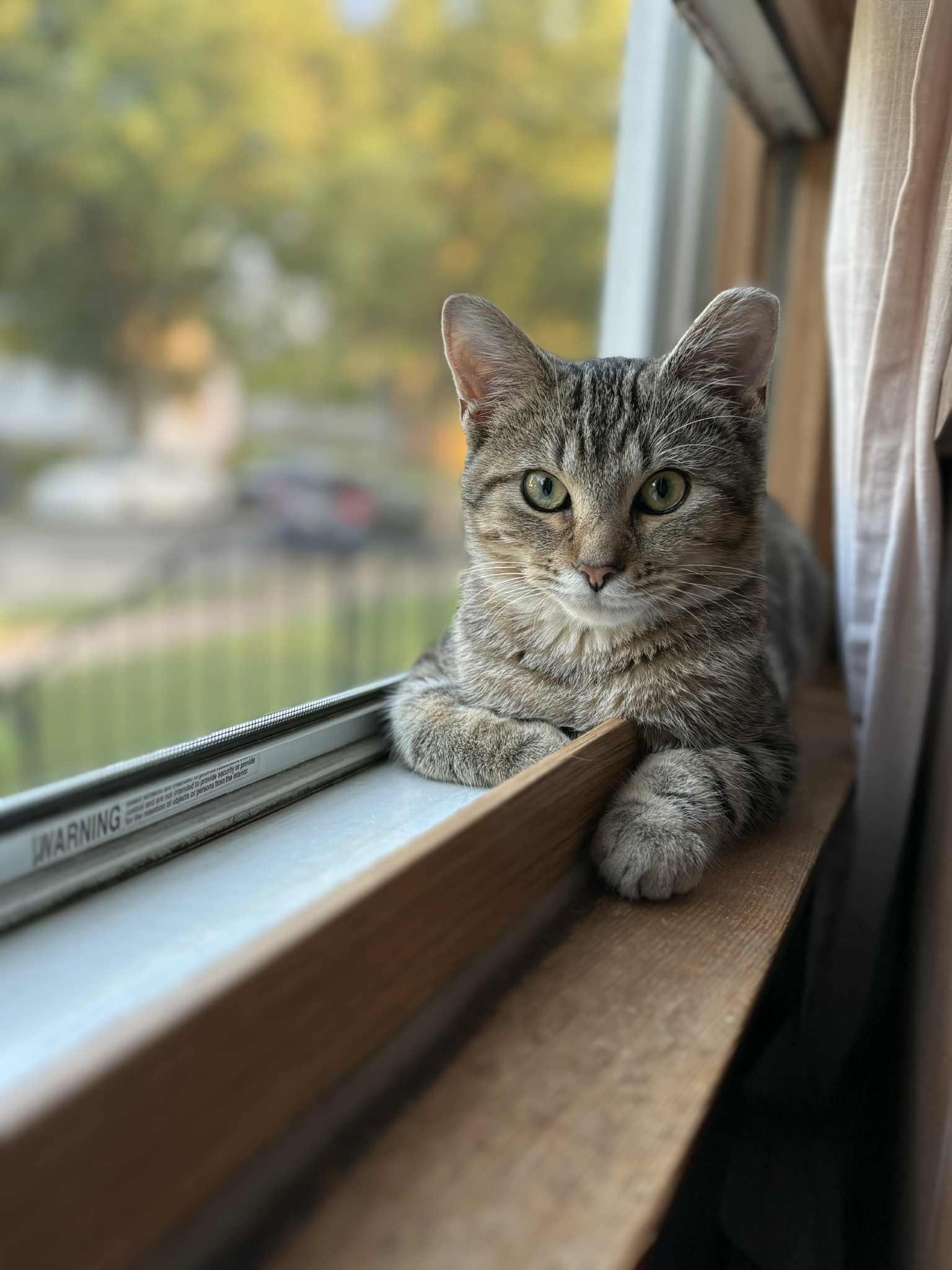 Beverly Hills 90210, a Adoptable Domestic Short Hair in Milwaukee, WI image 1/5