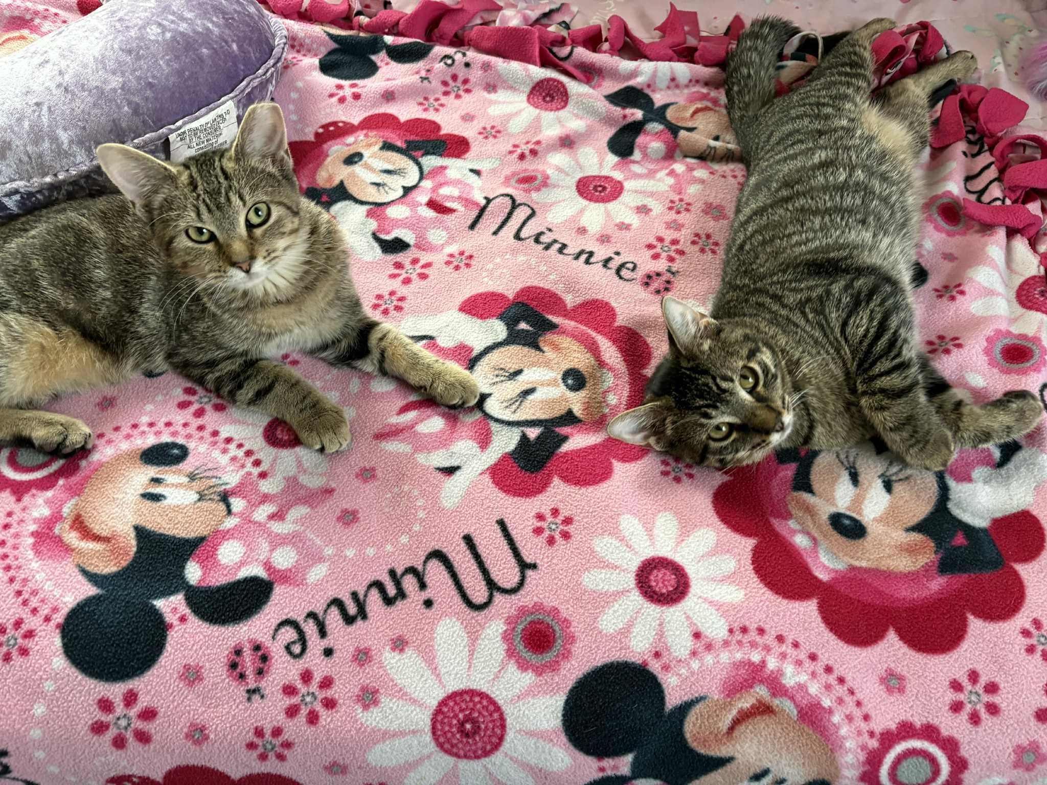 Beverly Hills 90210, a Adoptable Domestic Short Hair in Milwaukee, WI image 5/5