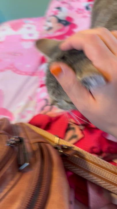 Enlarge Beverly Hills 90210, a Adoptable Domestic Short Hair in Milwaukee, WI video 4/5