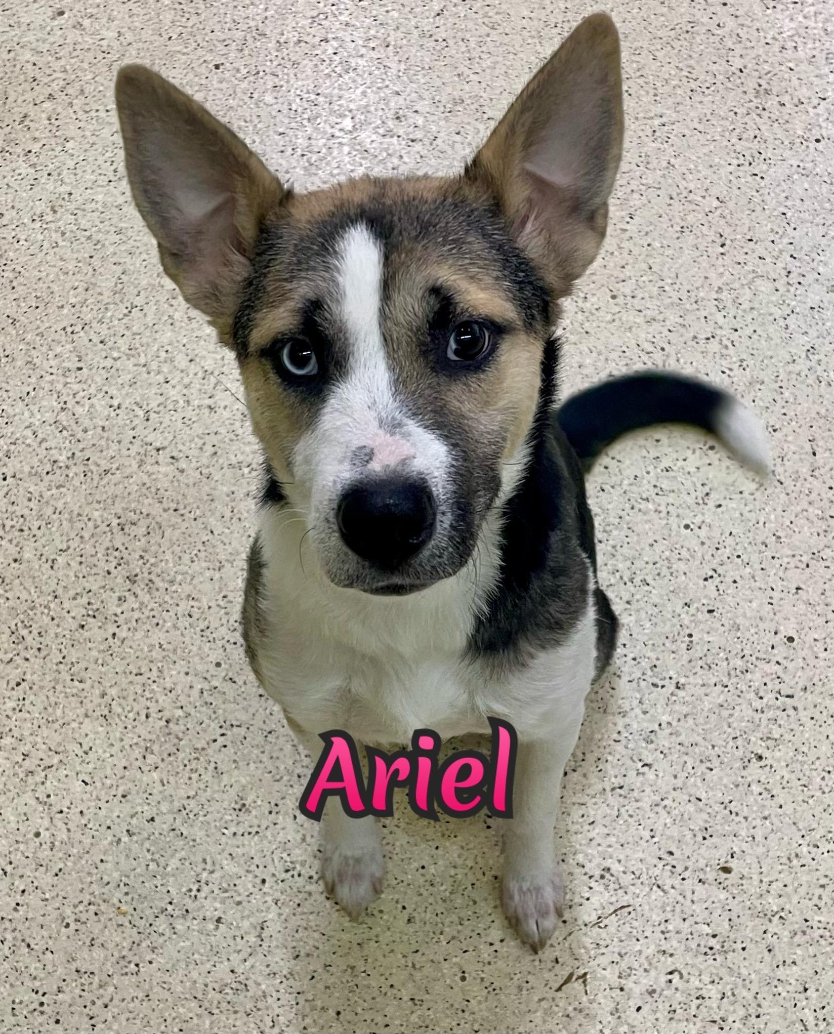 Ariel