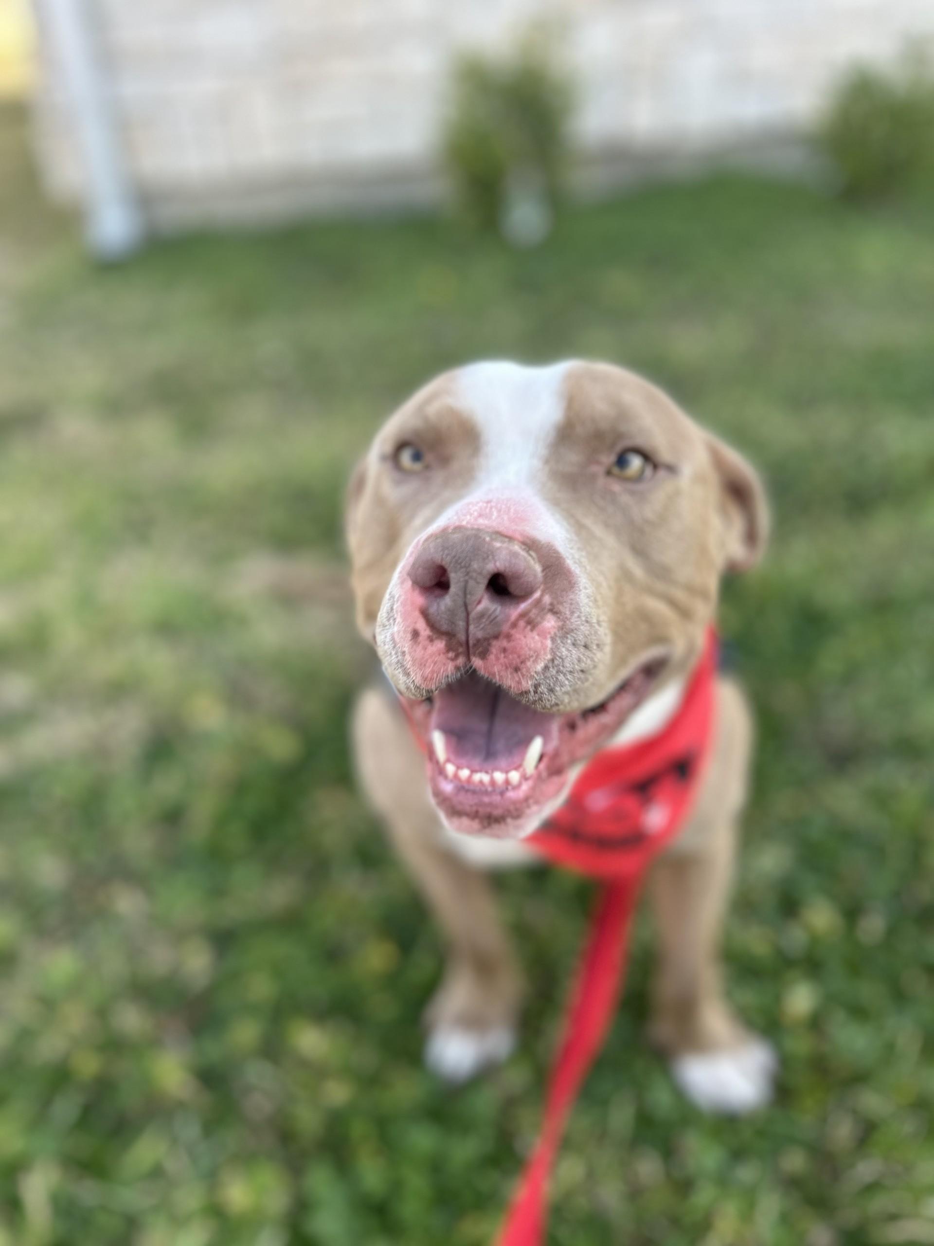 Enlarge Breeze, a ADOPTABLE Pit Bull Terrier in Lake Dallas, TX image 3/3