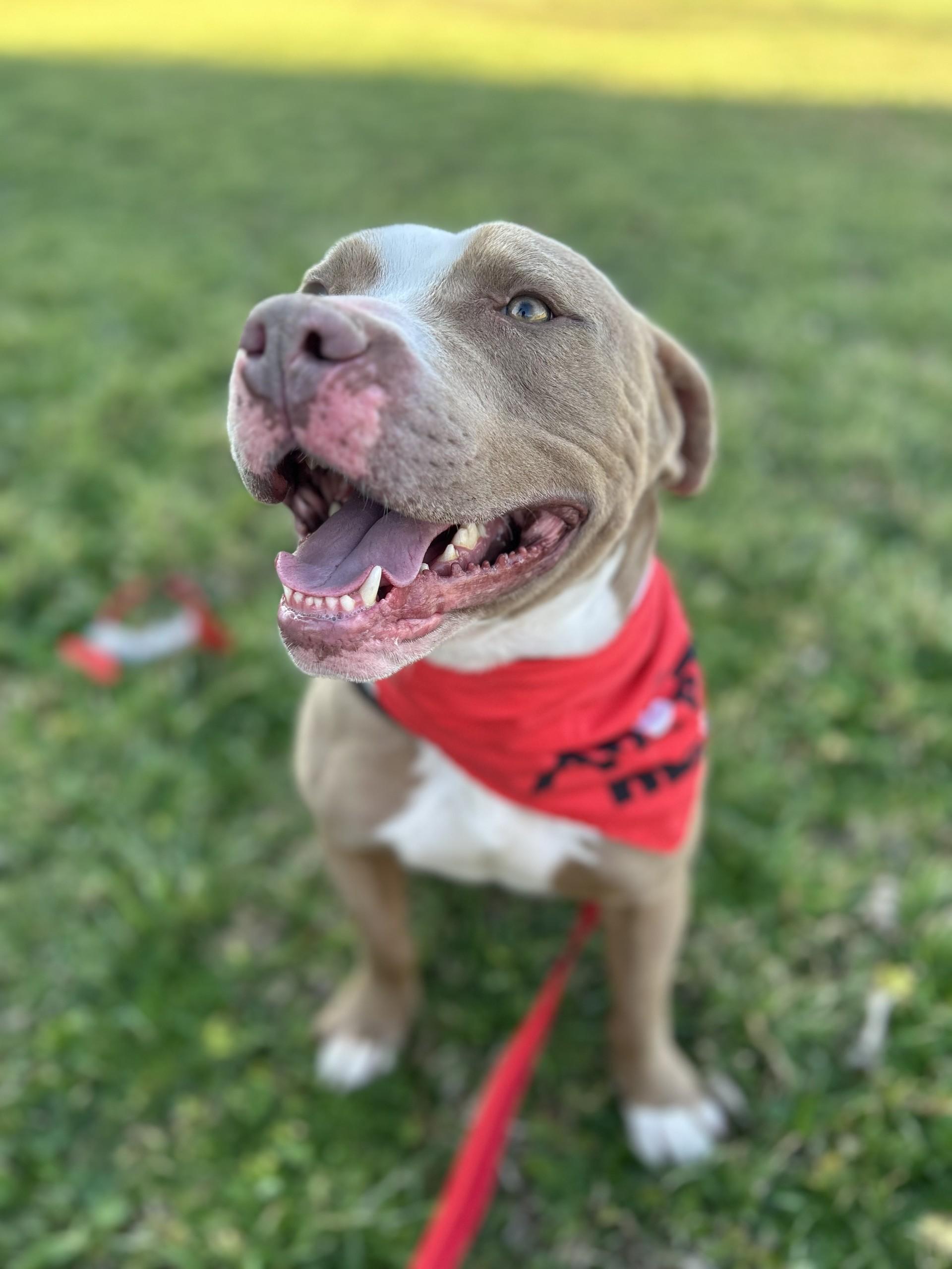 Enlarge Breeze, a ADOPTABLE Pit Bull Terrier in Lake Dallas, TX image 1/3