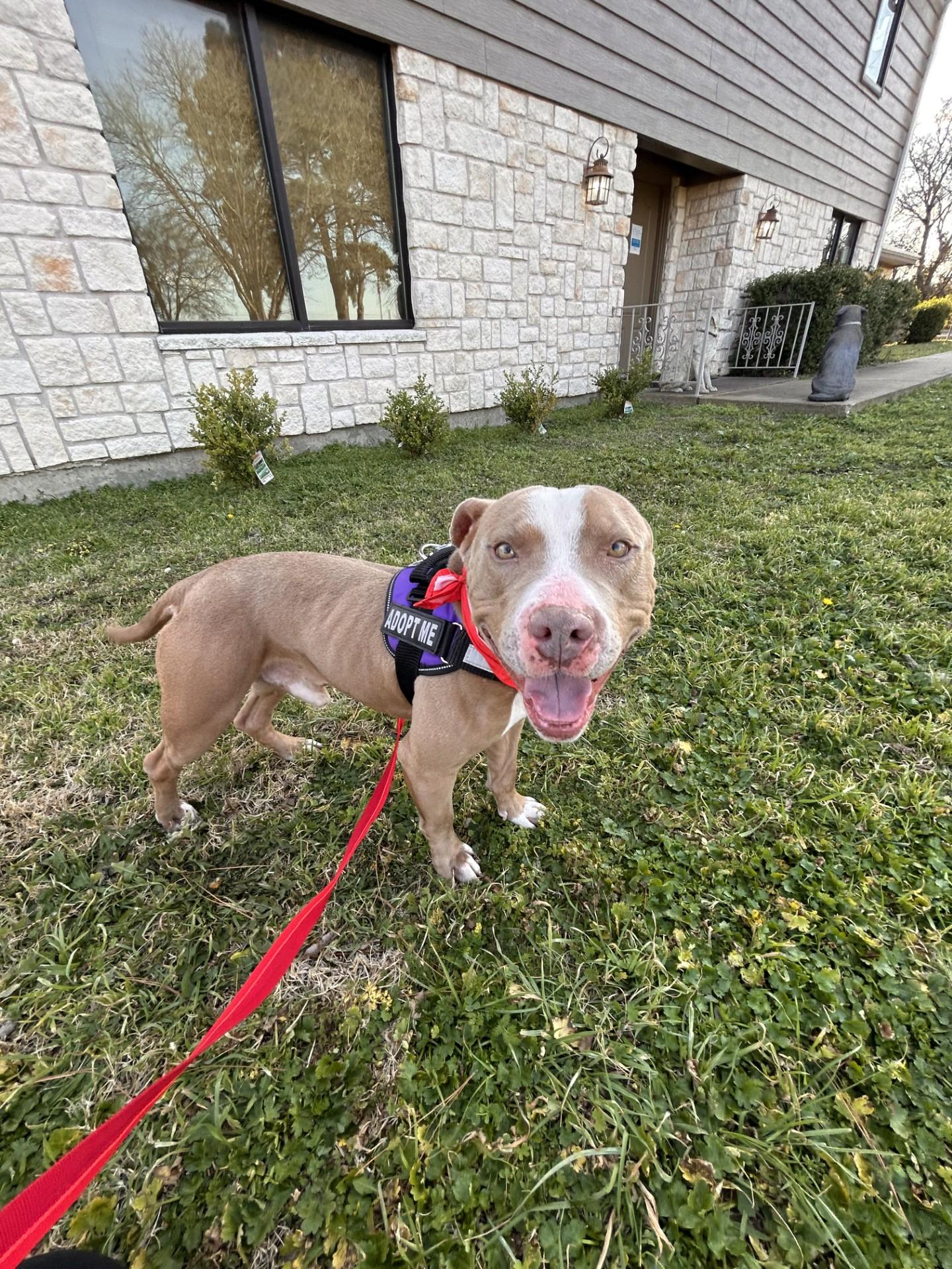 Enlarge Breeze, a ADOPTABLE Pit Bull Terrier in Lake Dallas, TX image 2/3