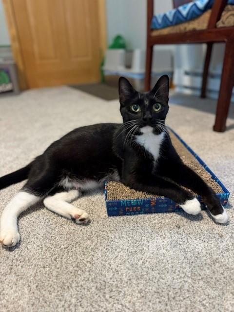 Enlarge Monica, a Adoptable mixed breed in Terryville, CT image 1/6