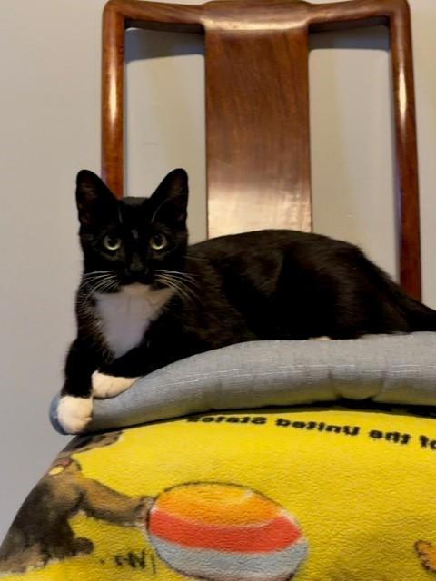 Enlarge Monica, a Adoptable mixed breed in Terryville, CT image 2/6