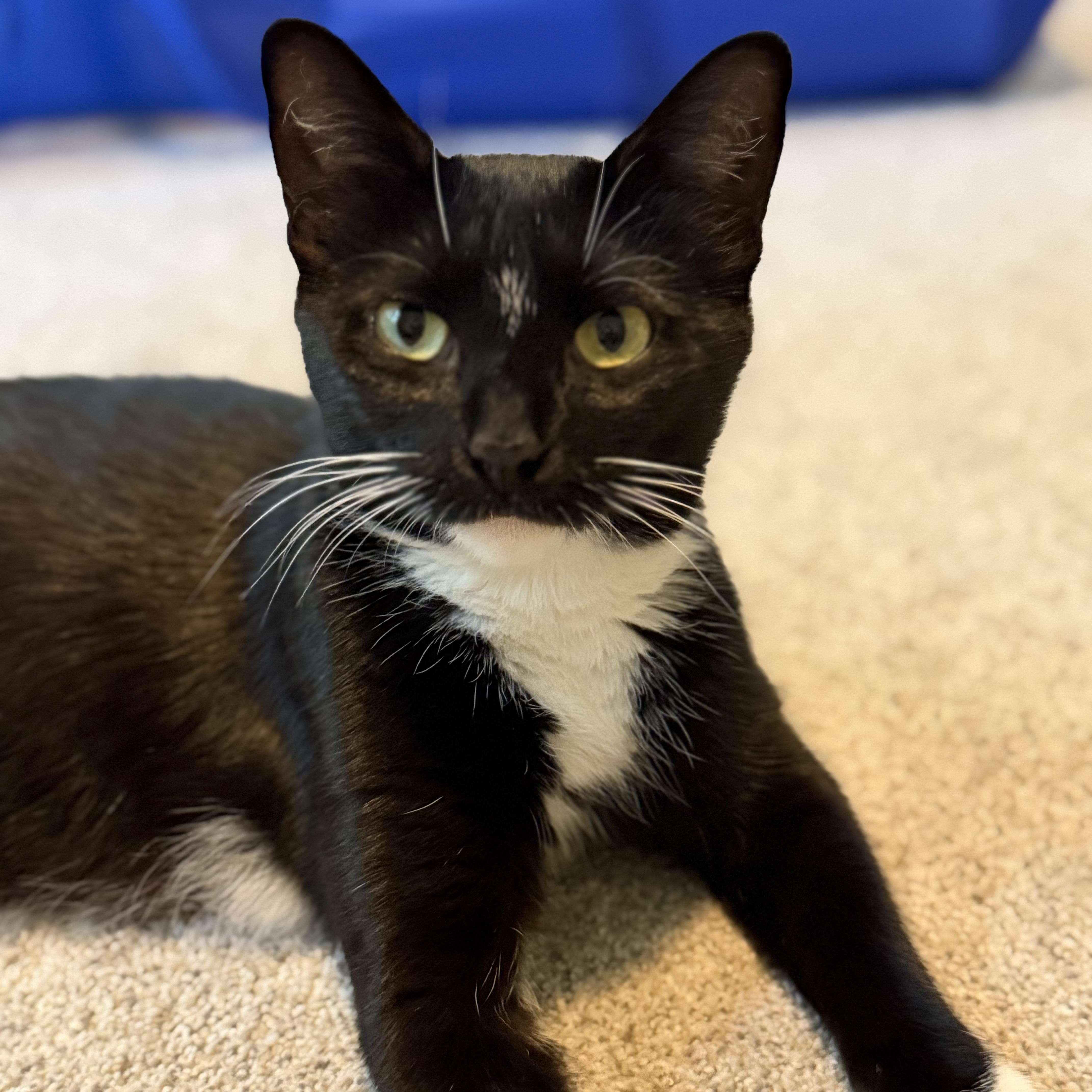 Enlarge Monica, a Adoptable mixed breed in Terryville, CT image 5/6