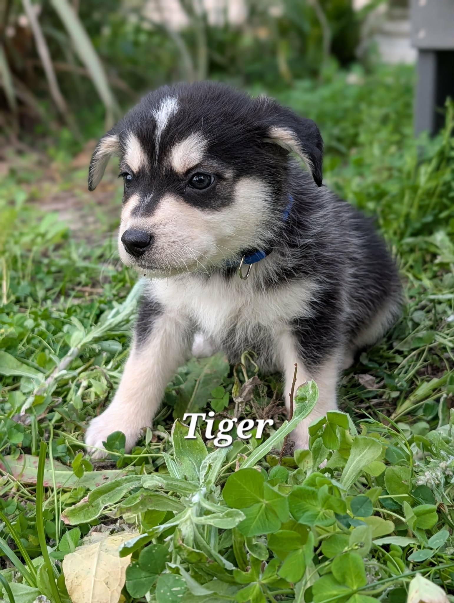 Enlarge Tiger, a Adoptable mixed breed in Winter Springs, FL image 1/1