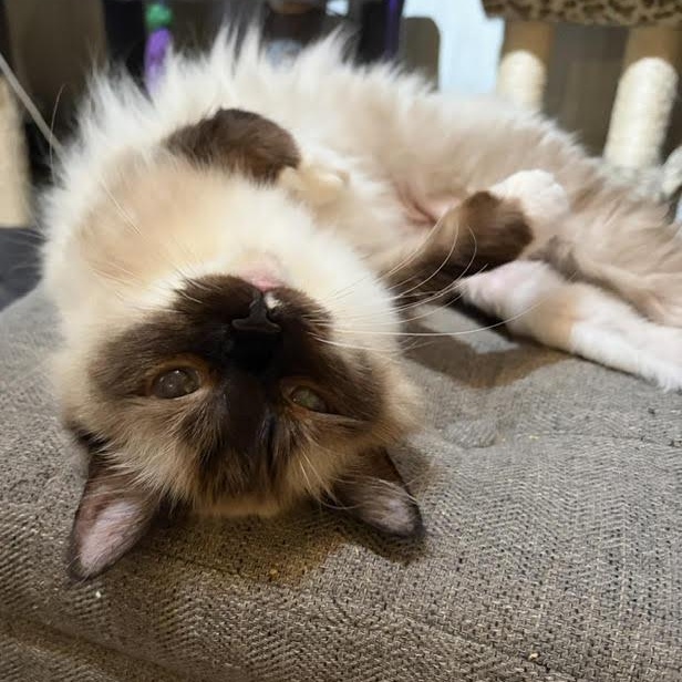 Enlarge Princess Buttercup, a Adopted Ragdoll in Rochester, NY image 2/2