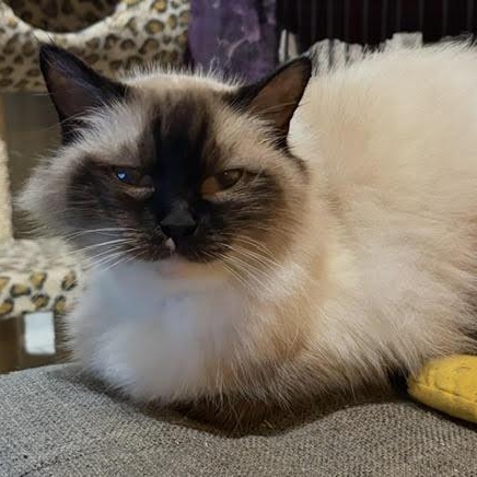 Enlarge Princess Buttercup, a Adopted Ragdoll in Rochester, NY image 1/2