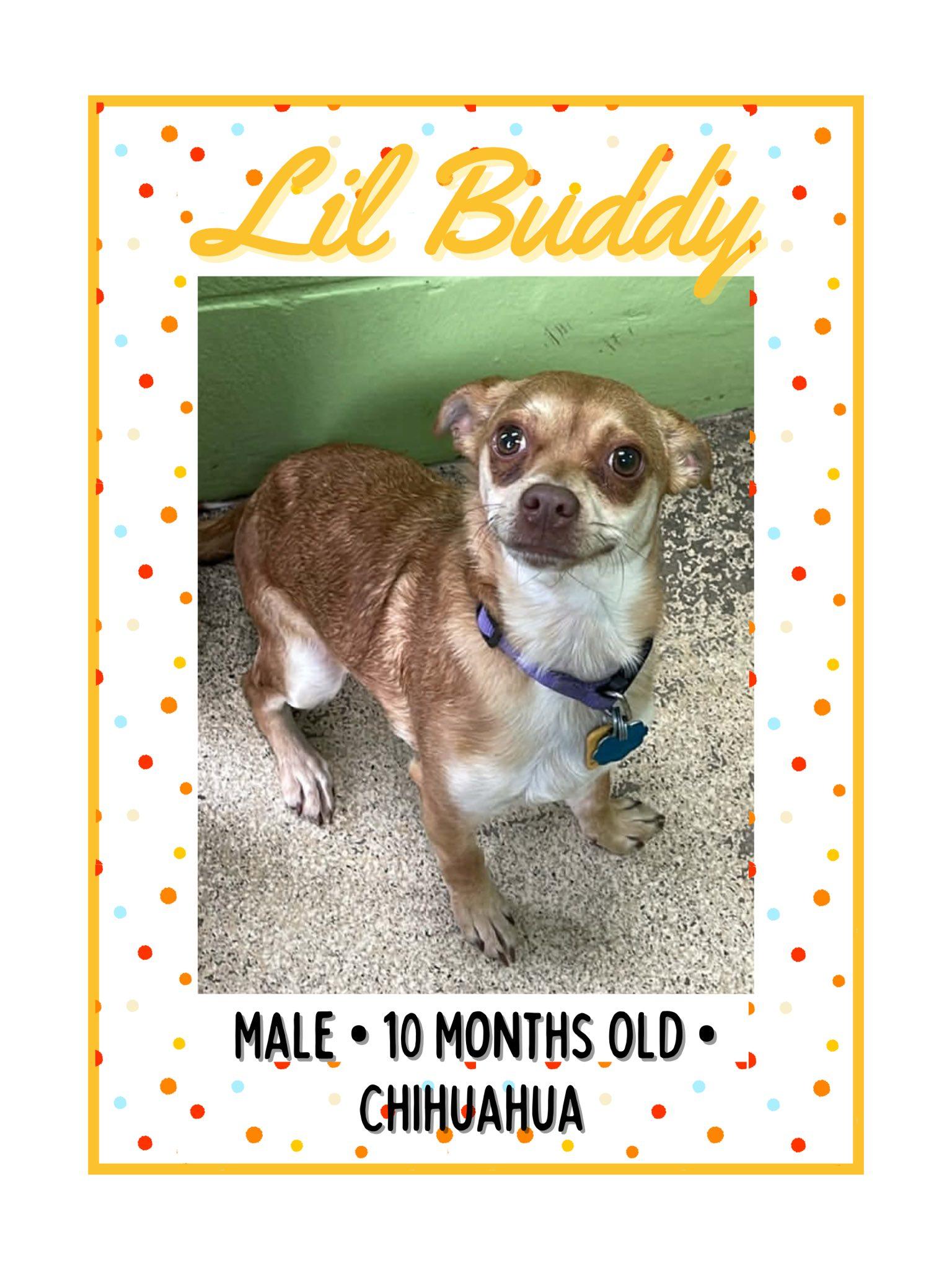 Enlarge Lil Buddy, an adopted Chihuahua in Fort Payne, AL image 1/1