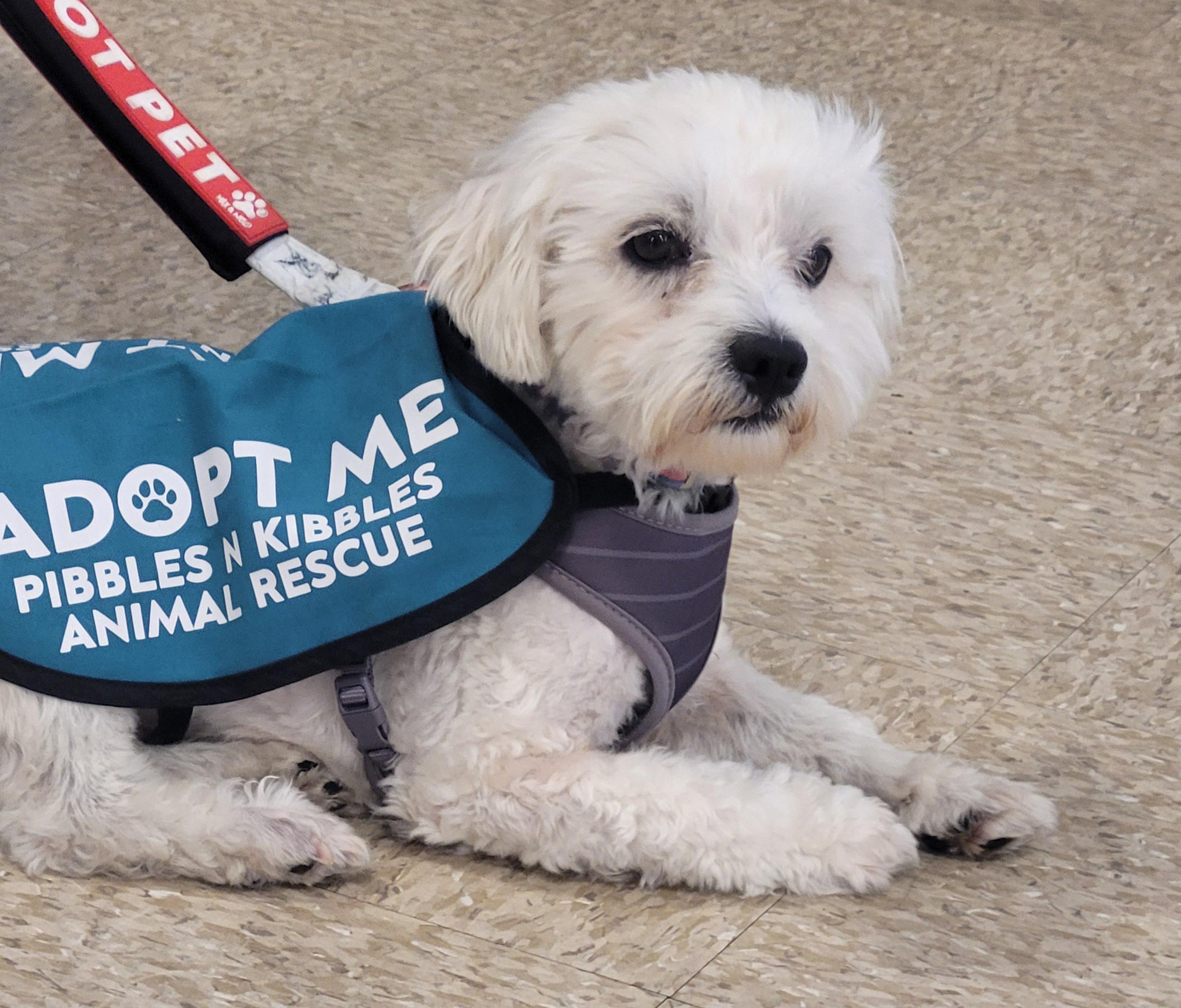 Enlarge Ziggy, a Adoptable mixed breed in Reseda, CA image 3/5