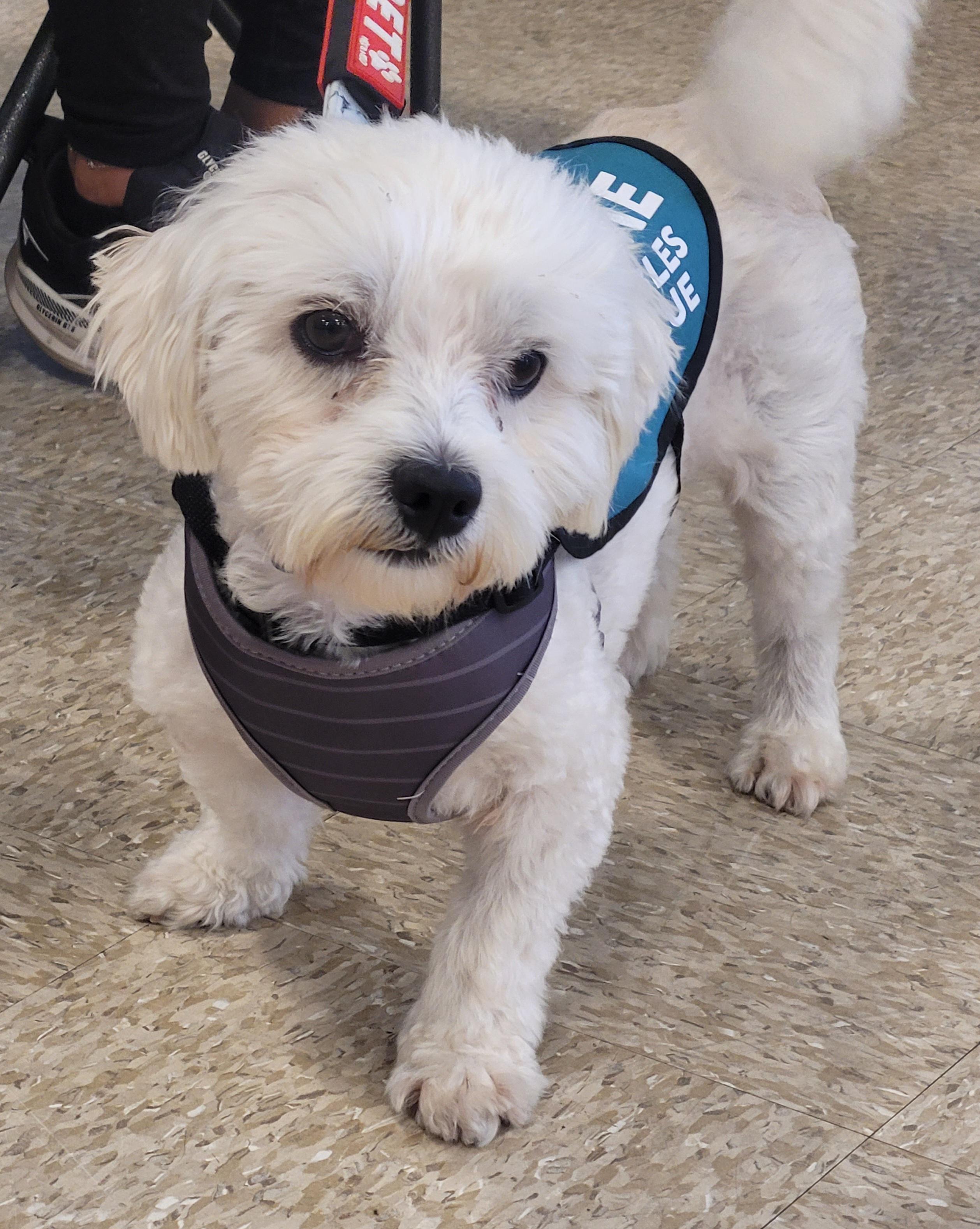 Enlarge Ziggy, a Adoptable mixed breed in Reseda, CA image 4/5