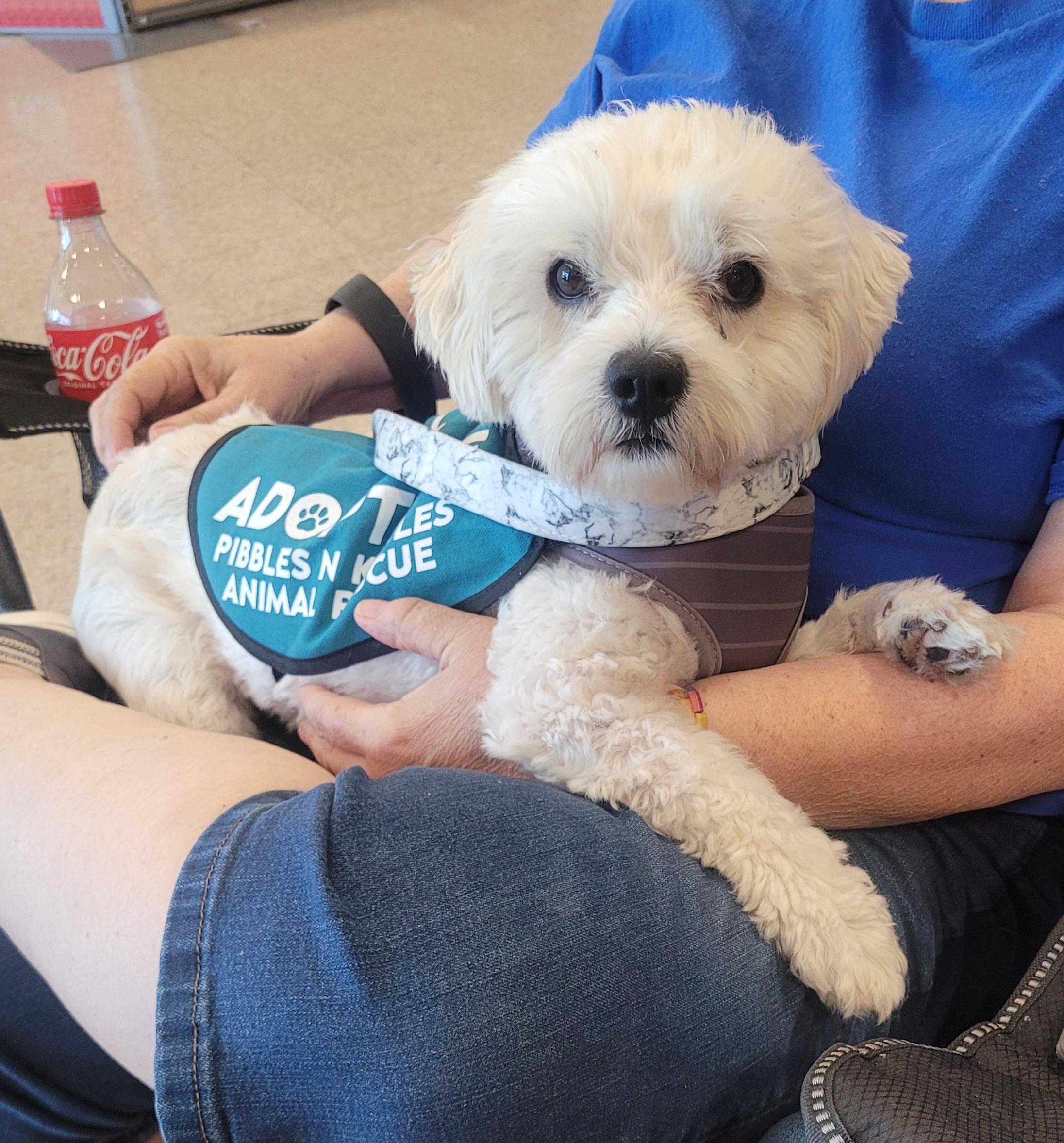 Enlarge Ziggy, a Adoptable mixed breed in Reseda, CA image 5/5