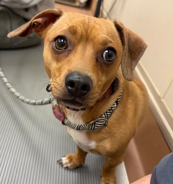 Plankton, ADOPTABLE, Adult Male Dachshund & Chihuahua.