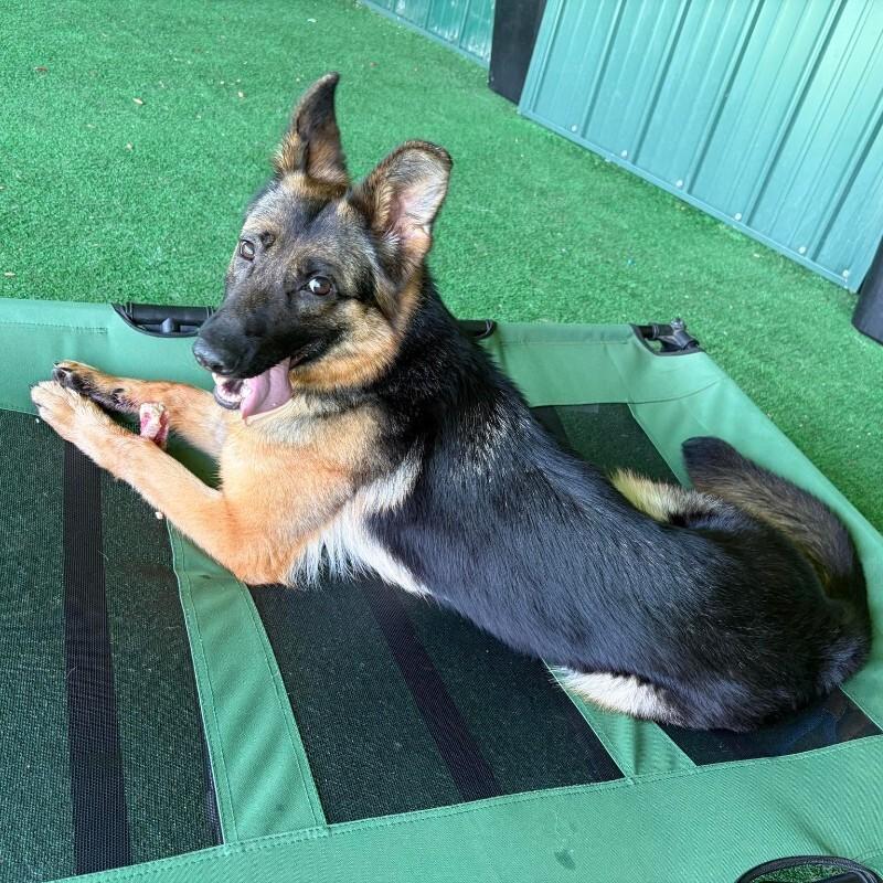 Moo Moo, Adoptable, Adult Female German Shepherd Dog & Mixed Breed.