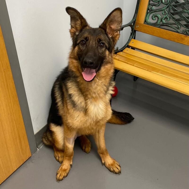 Enlarge Moo Moo, a Adoptable mixed breed in Roanoke, VA image 2/2