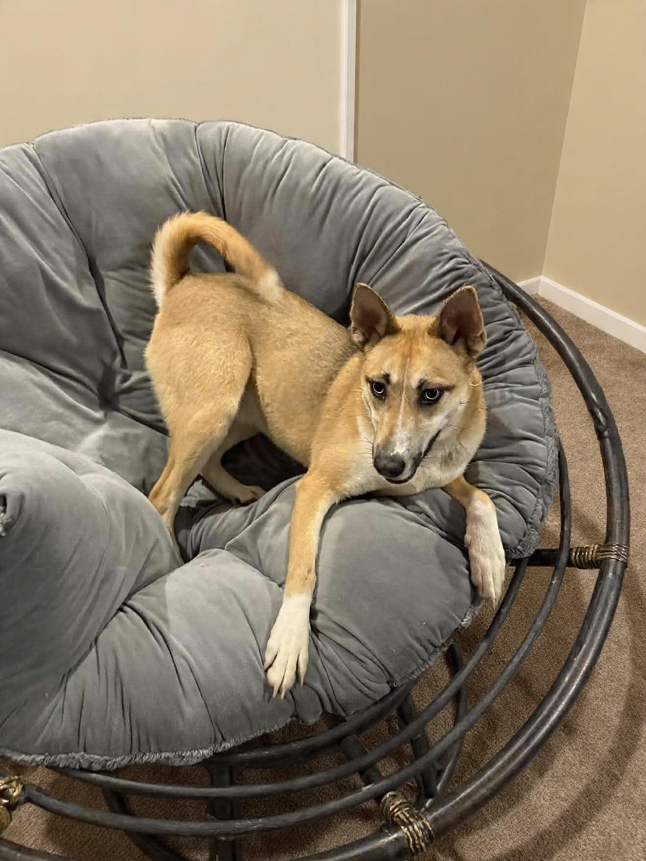 Enlarge Cupcake, a ADOPTABLE Mixed Breed in Westwood, NJ image 1/6