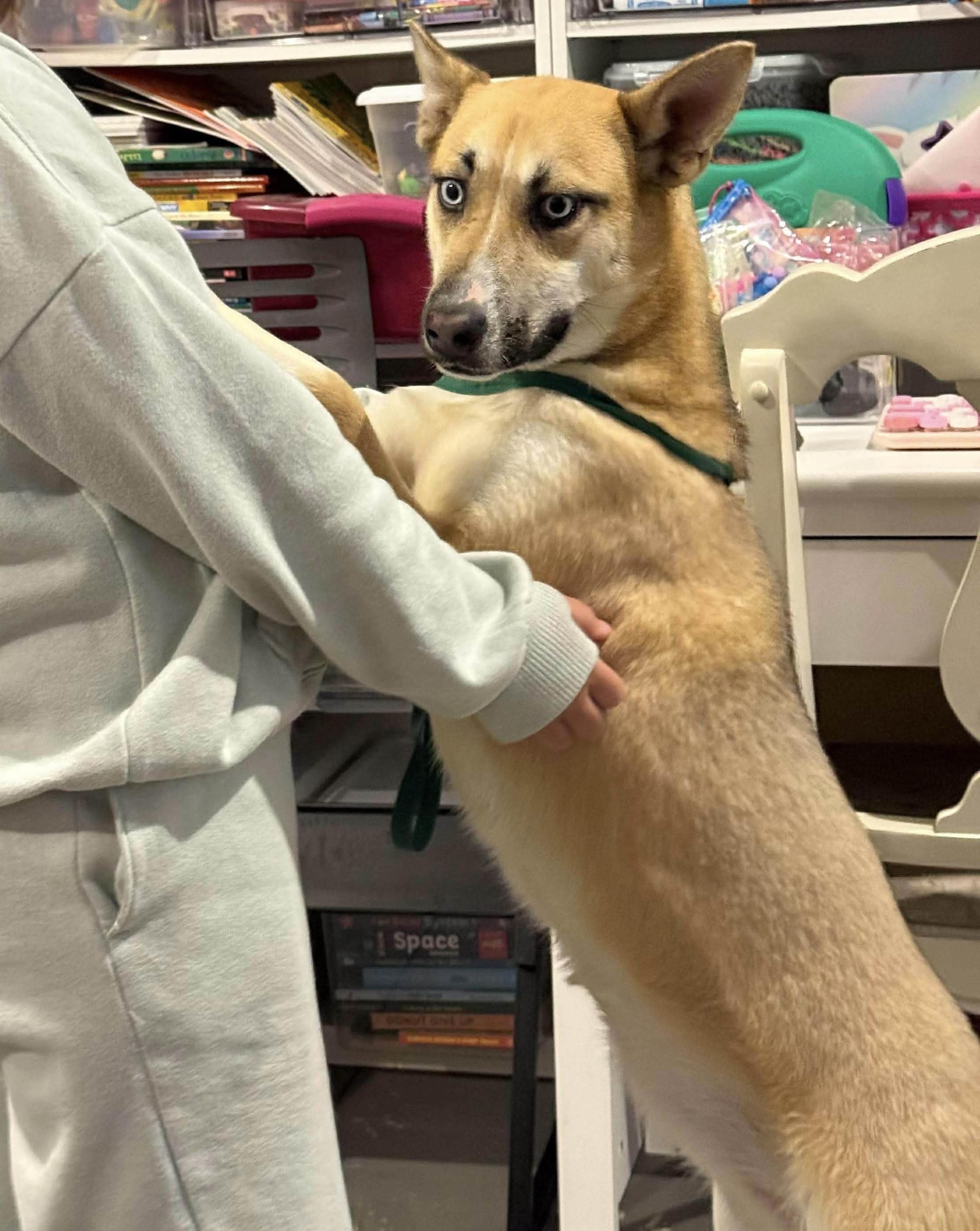 Enlarge Cupcake, a ADOPTABLE Mixed Breed in Westwood, NJ image 4/6